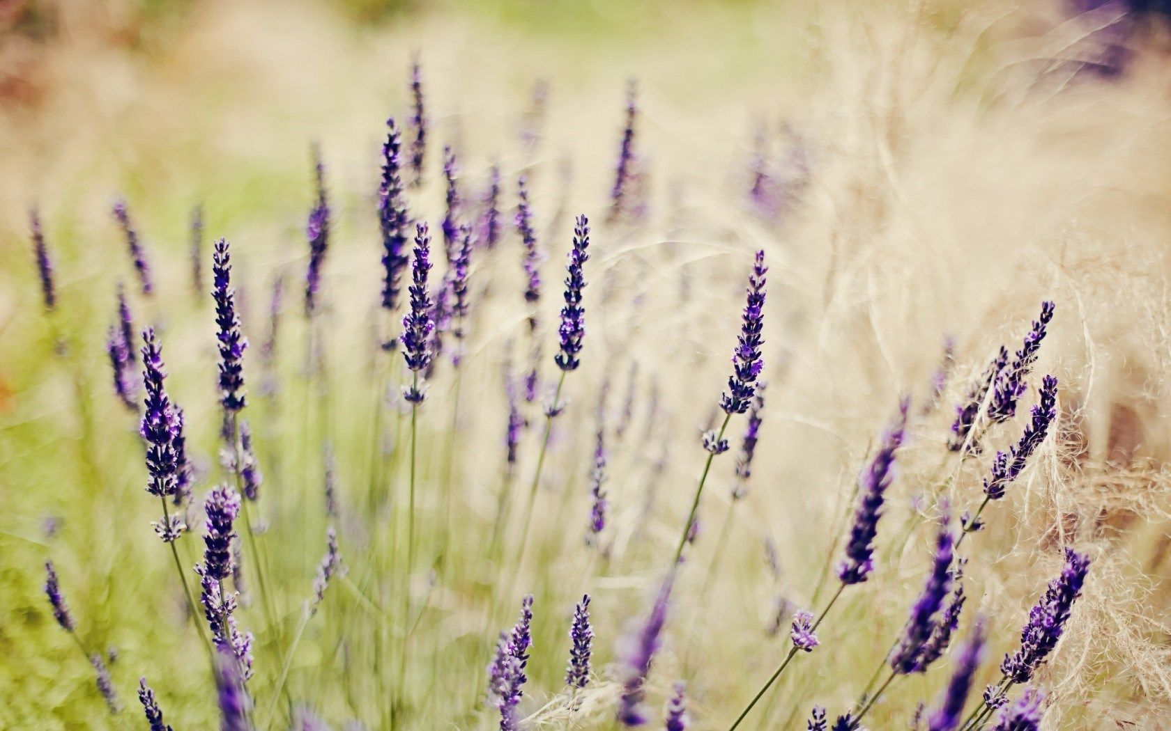 HD wallpaper, Grass, Lavender, Field, Flowers