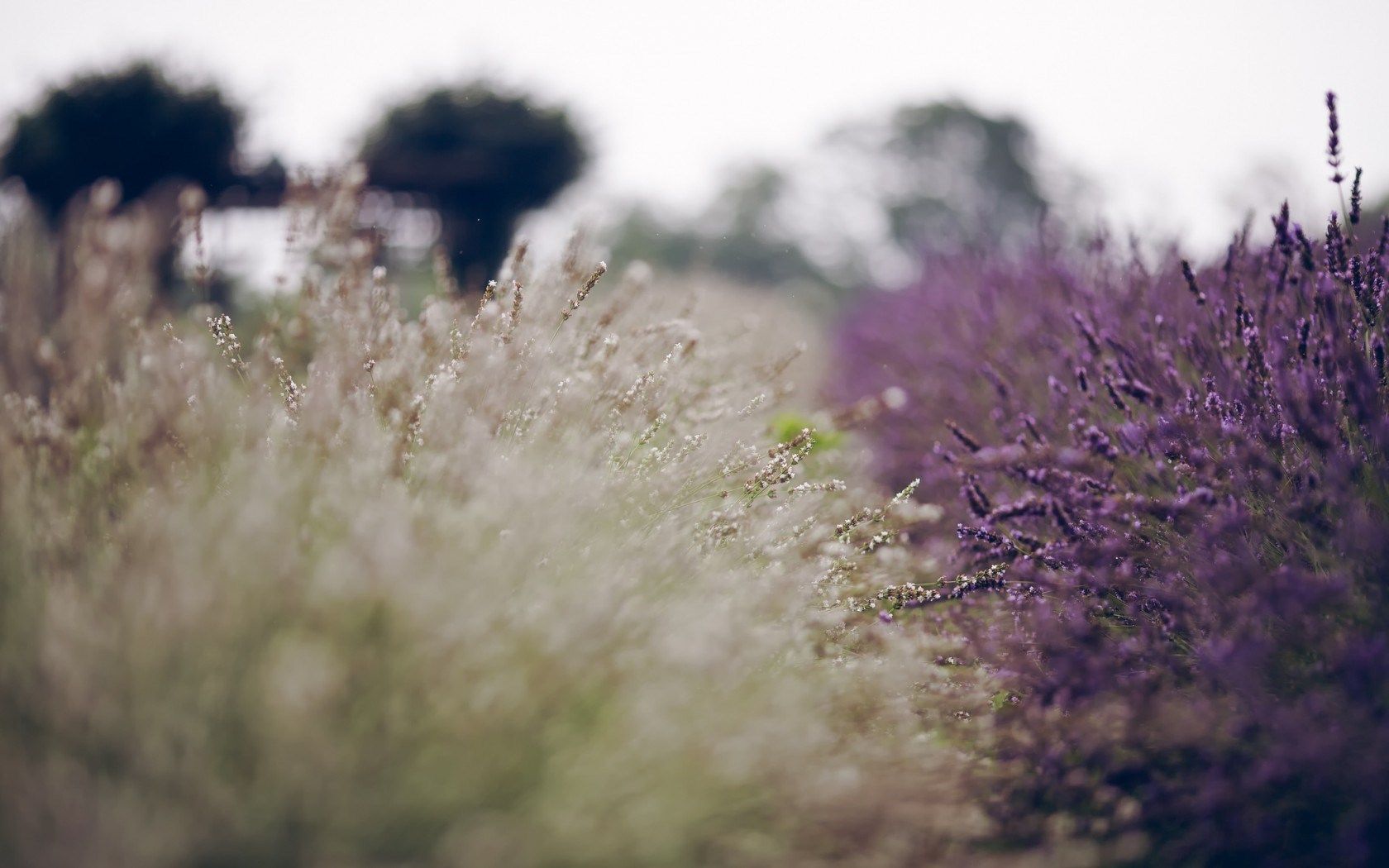 HD wallpaper, Lavender, Summer, Nature, Field, Flowers