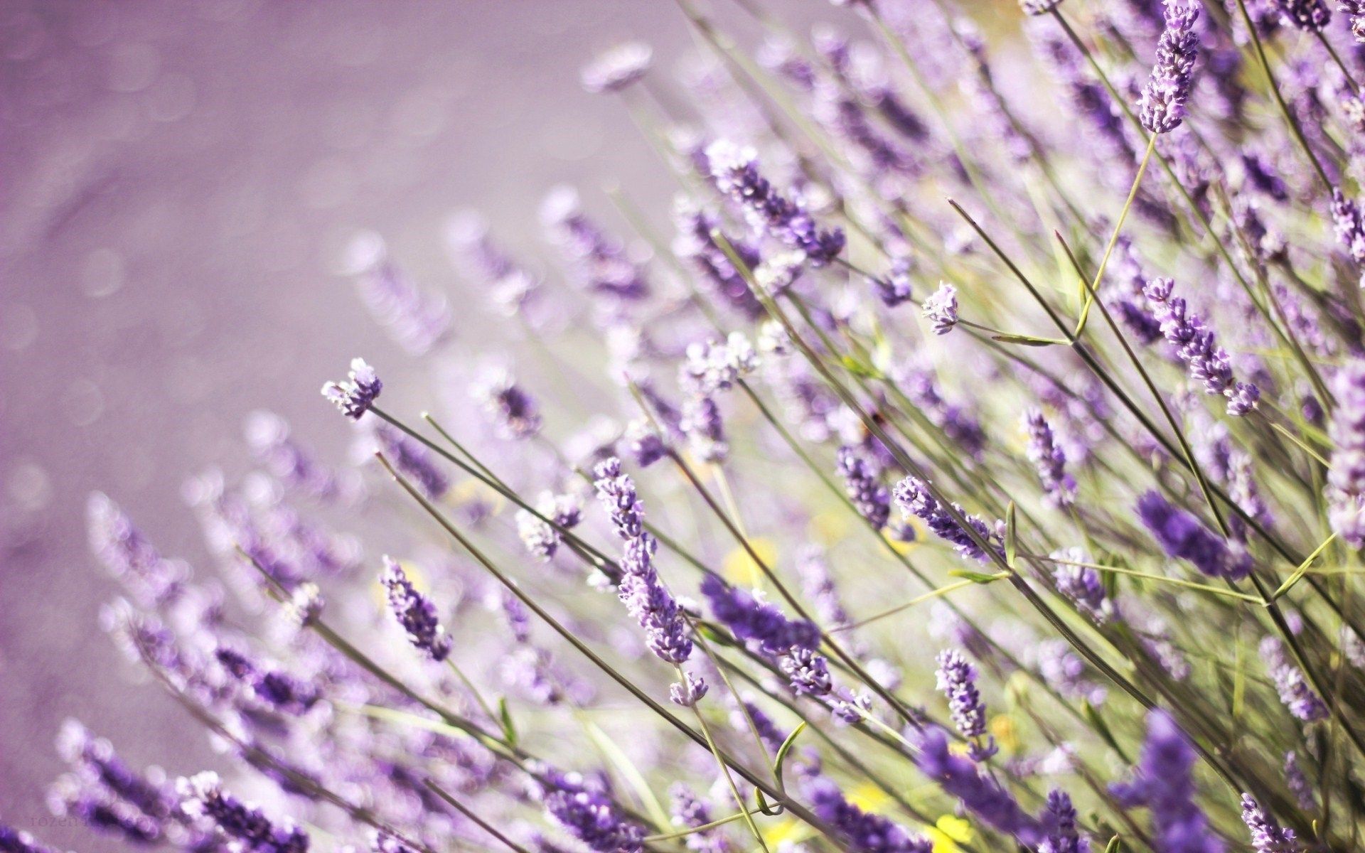 HD wallpaper, Lavender, Flowers, Field