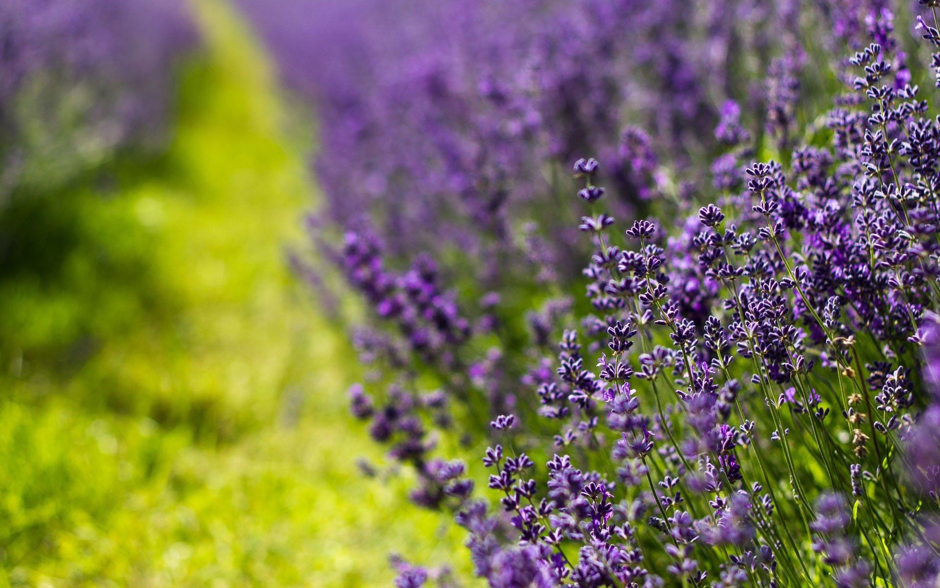 HD wallpaper, Field, Nature, Lavender