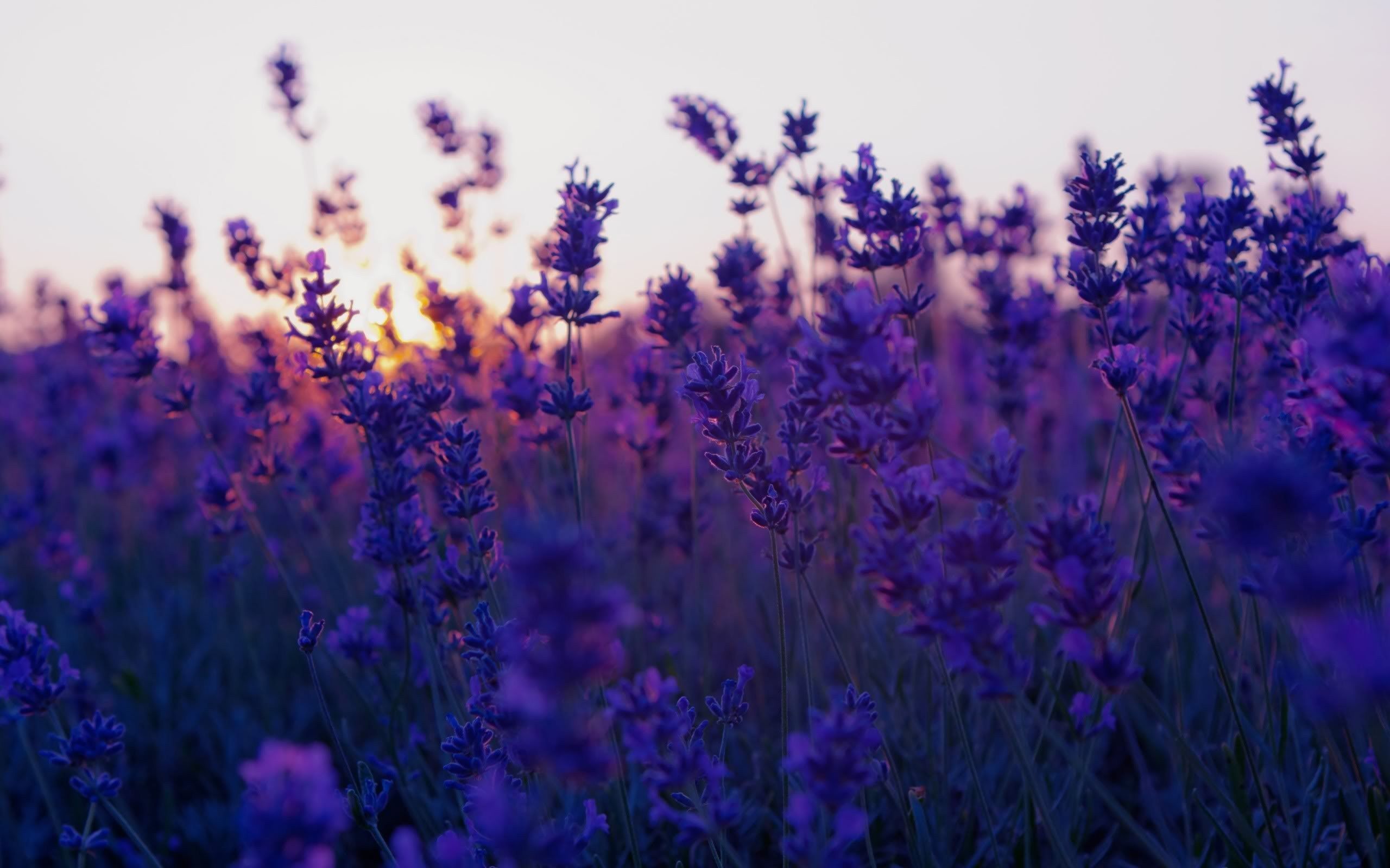 HD wallpaper, Nature, Photo, Lavender, Purple, Field, Flowers