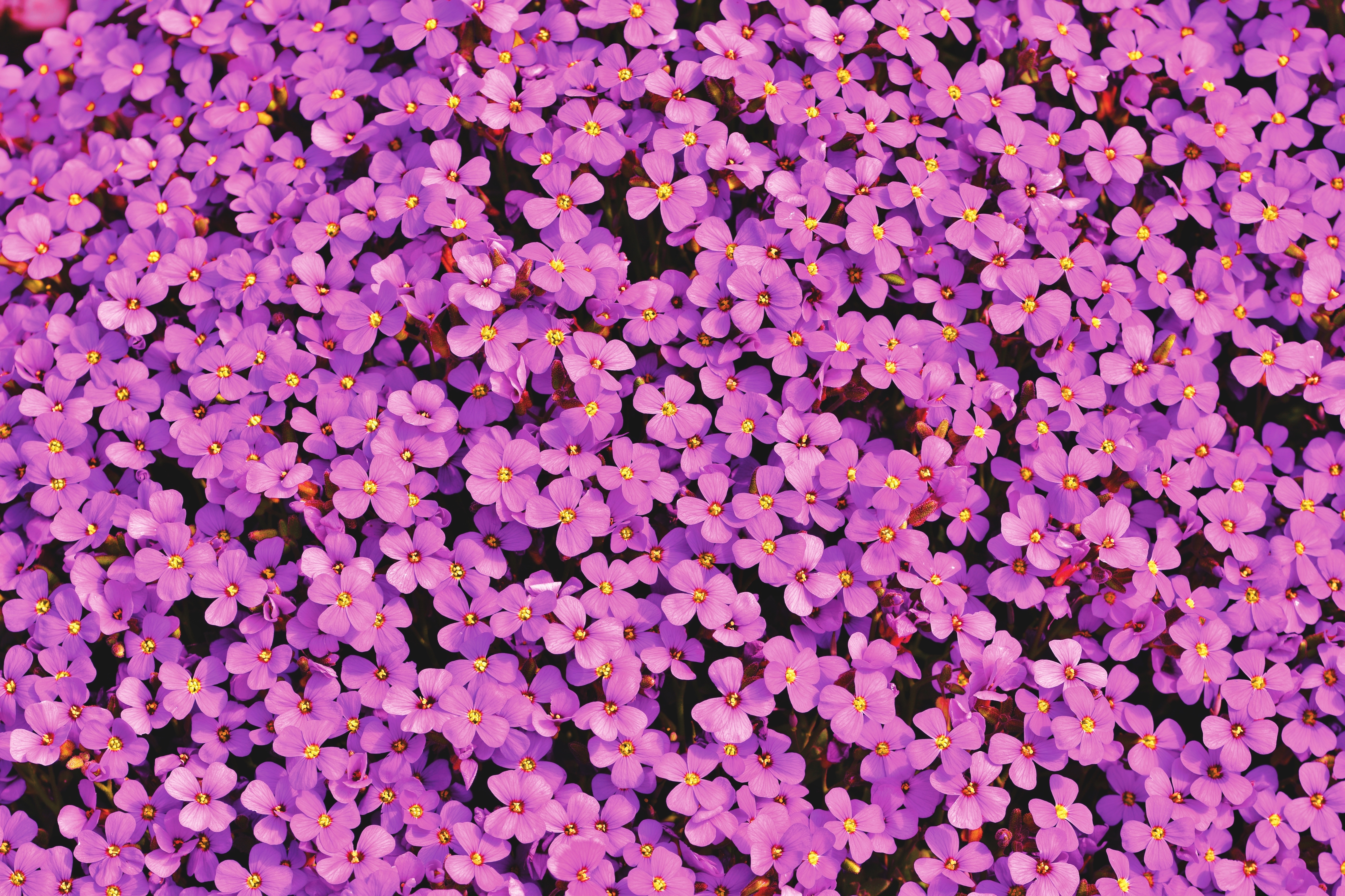 HD wallpaper, Purple, Aesthetic, 5K, Blossom, Aubrieta Flowers, Floral Background, Spring, Bloom, Violet, Beautiful