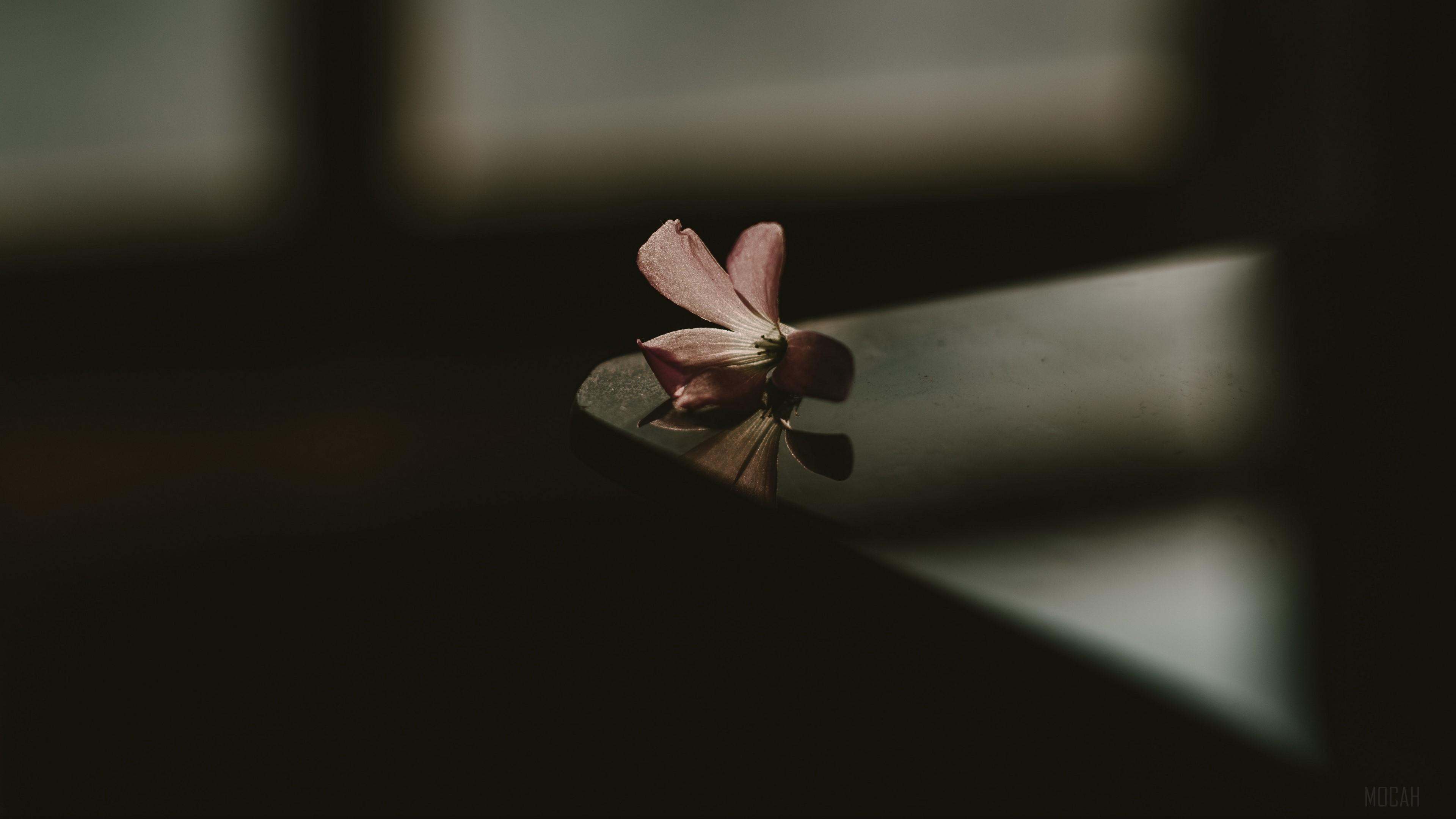 HD wallpaper, Flower, Blur 4K, Table, Shadow