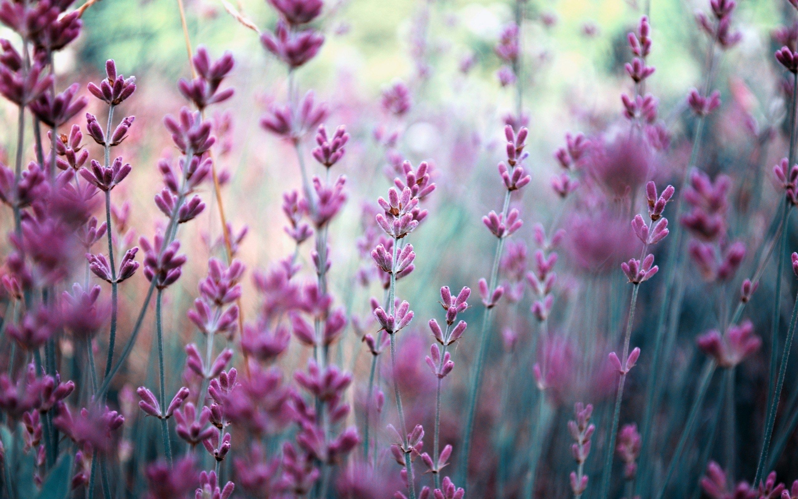 HD wallpaper, Lavender, Purple, Field, Flowers
