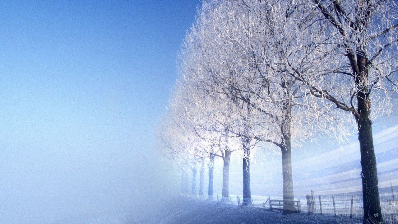 HD wallpaper, Free, Picture, Snowy, Trees