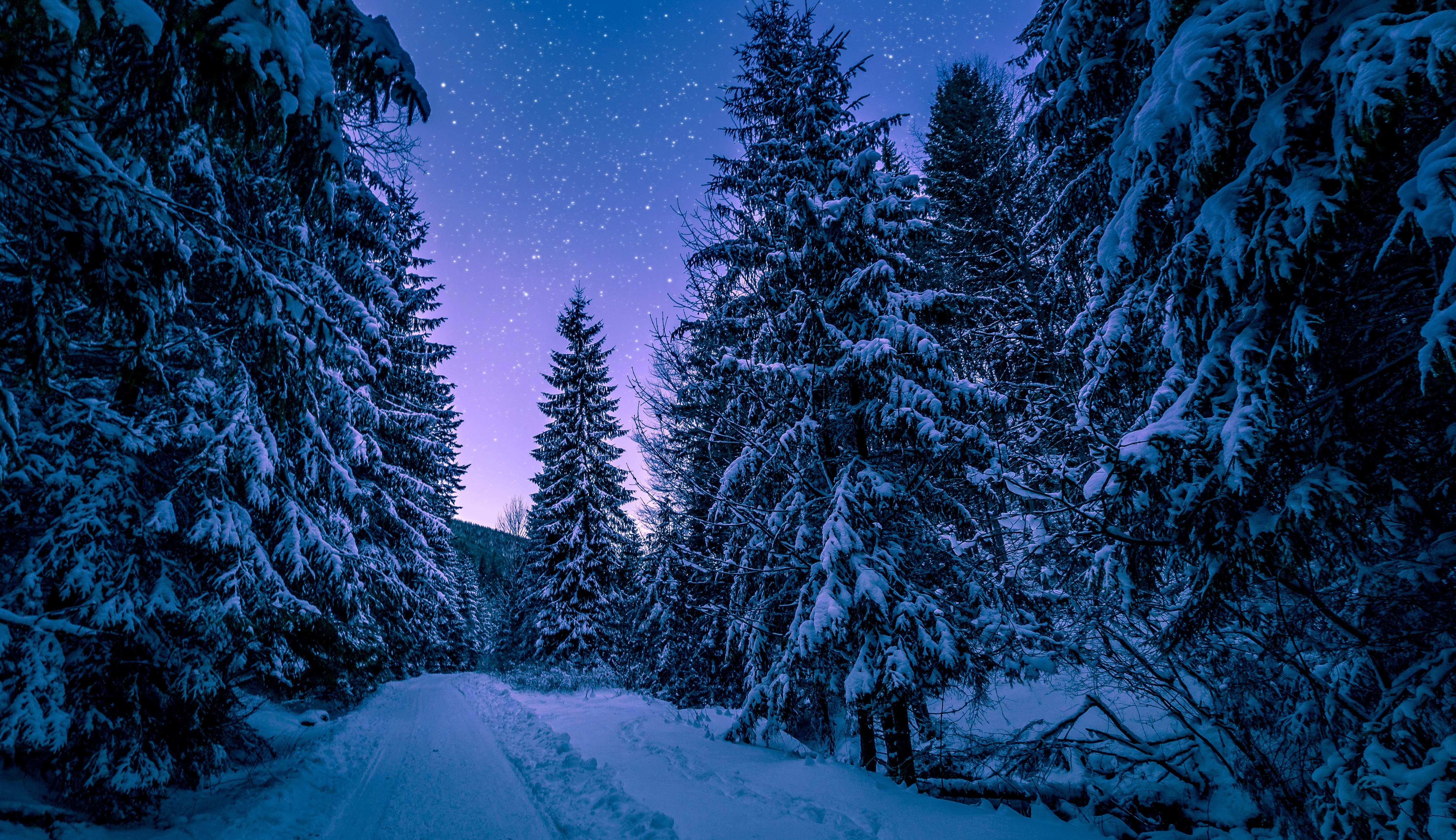 HD wallpaper, Night Sky, Pine Trees, Seasons, Frozen, Winter, Snowy Trees, Snow Covered, Forest