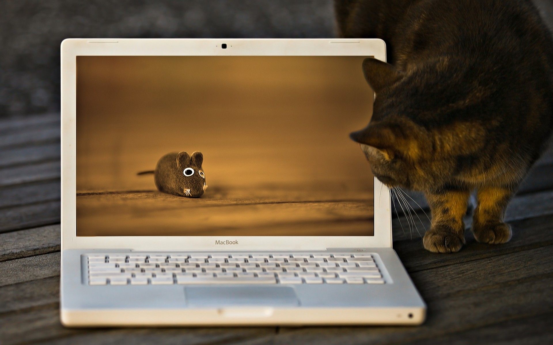 HD wallpaper, Funny, Cat, And, Laptop