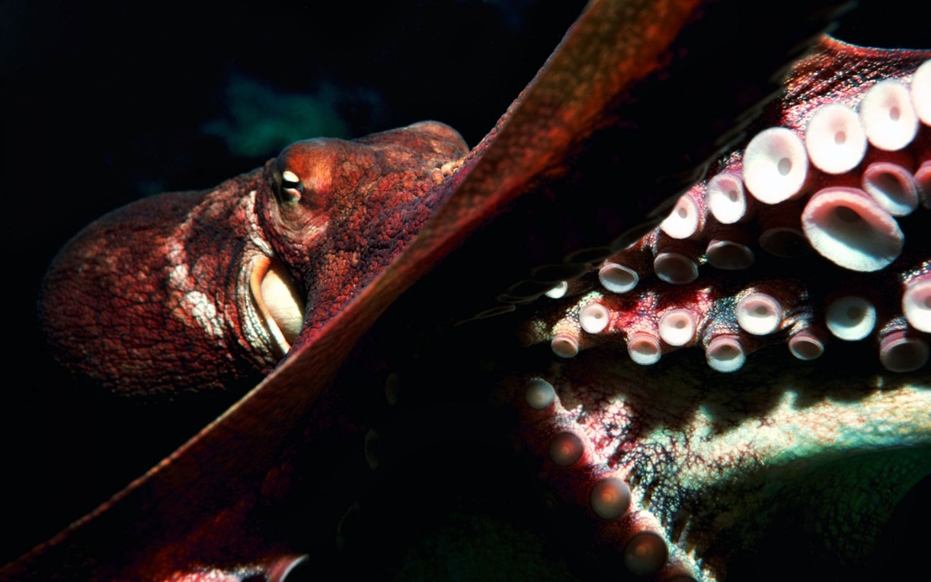 HD wallpaper, Giant, Octopus, Pictures