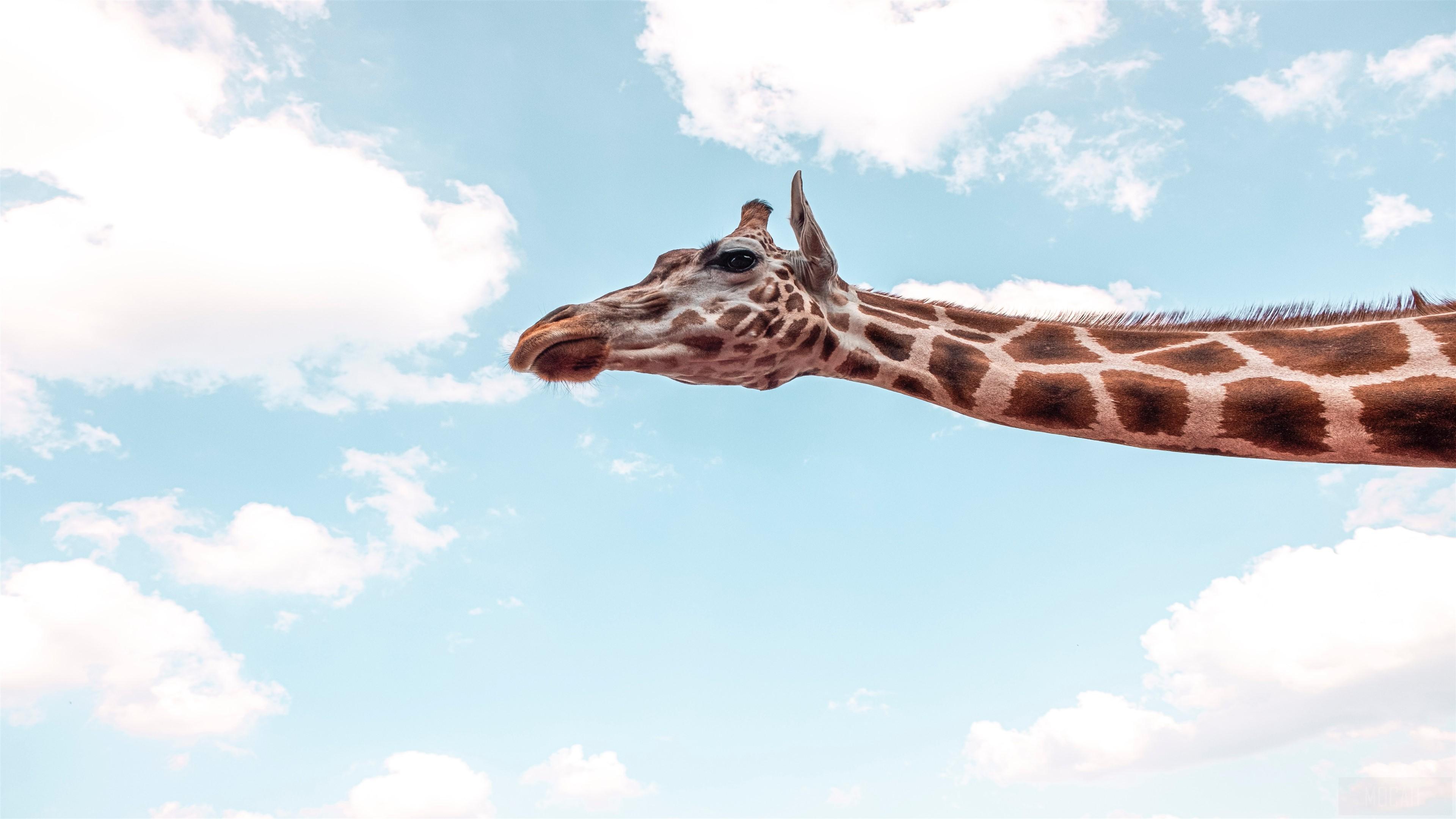 HD wallpaper, Giraffe Under Blue Sky 4K