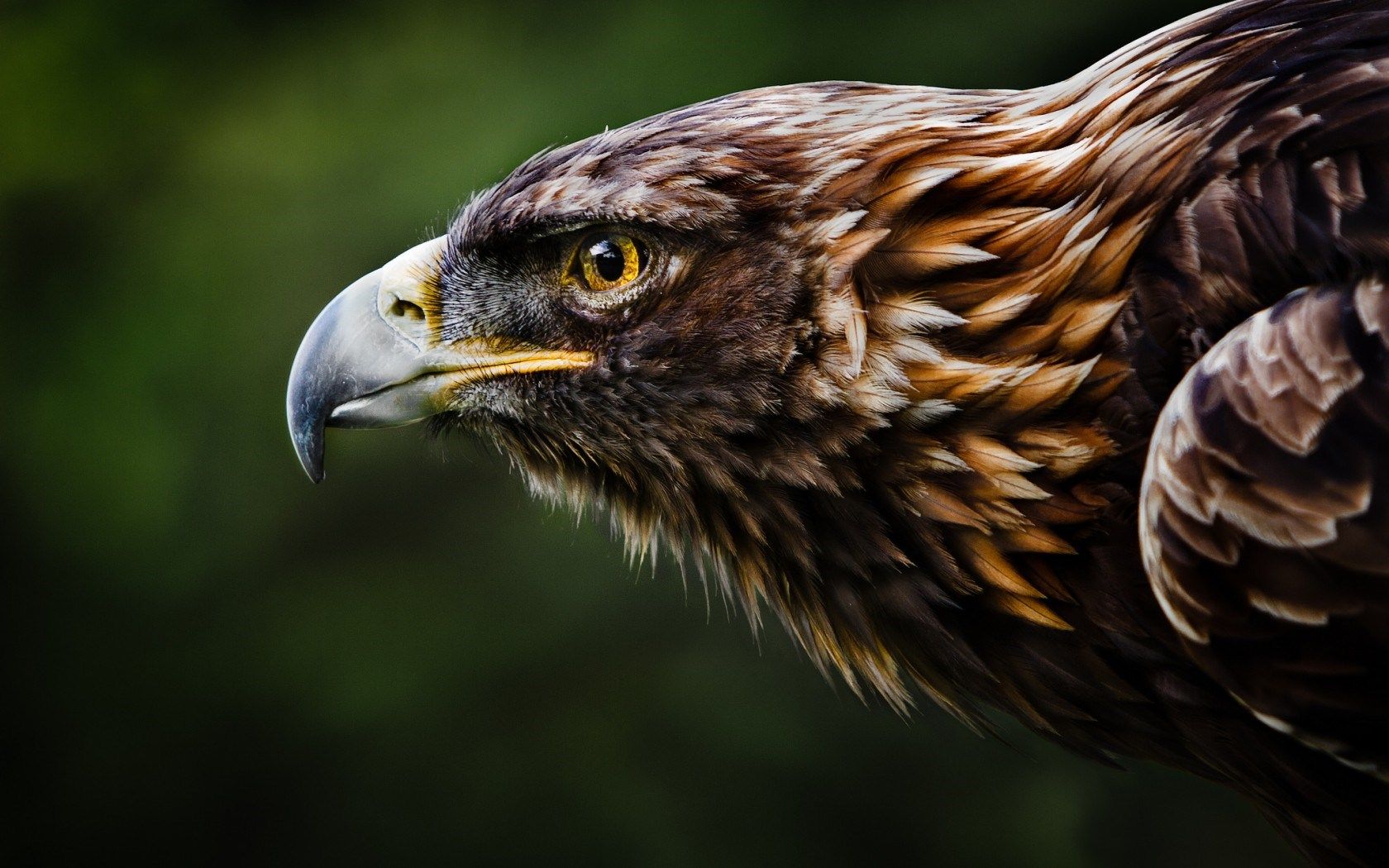 HD wallpaper, Golden, Profile, Beak, Eagle