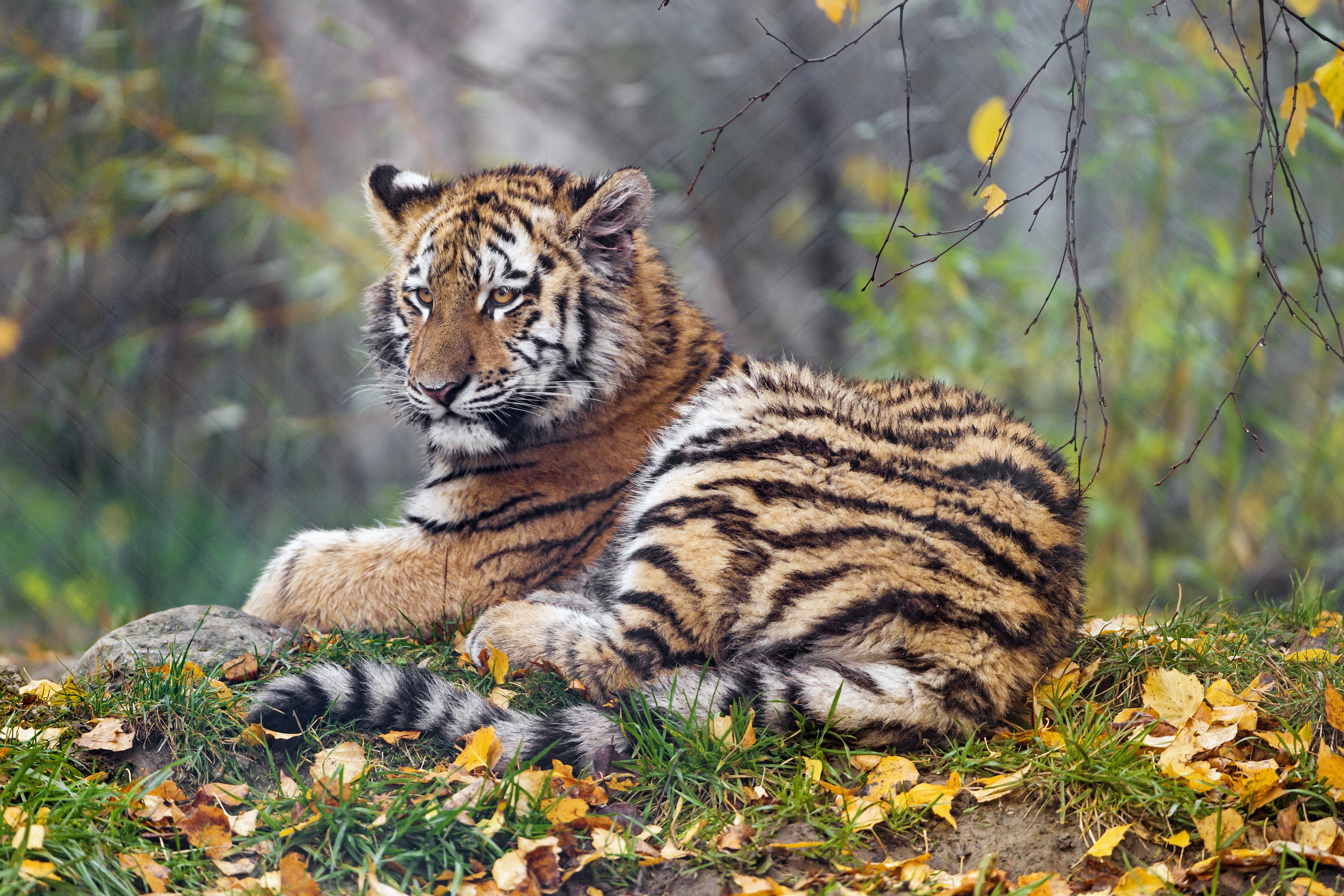 HD wallpaper, Young Tigress, Big Cat, Autumn Leaves, Wild Animal, Portrait, Predator, 5K, Green Grass, Siberian Tiger, Zoo