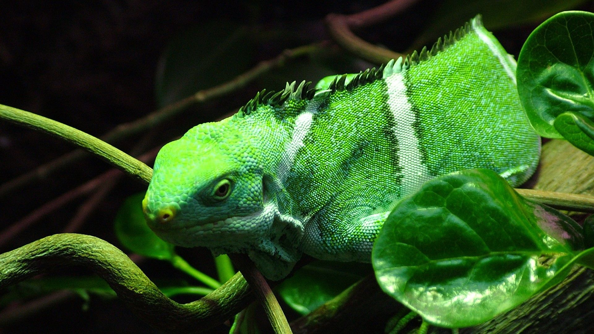 HD wallpaper, Green, Iguana