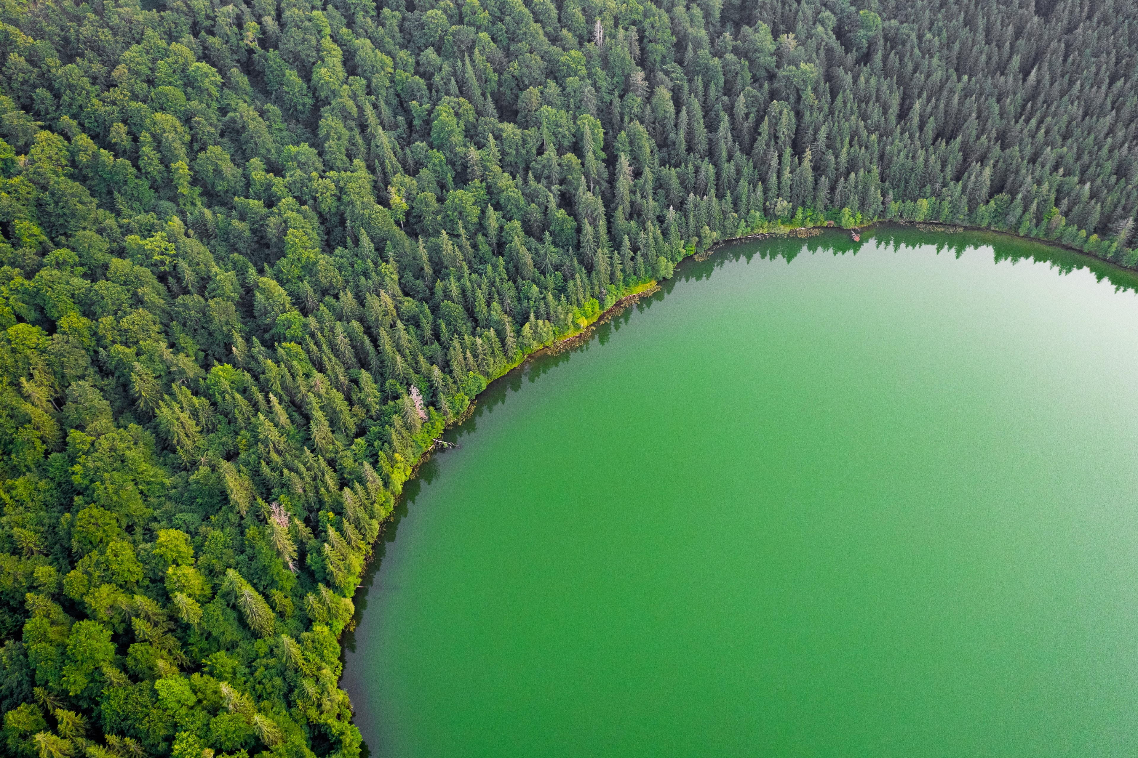 HD wallpaper, Forest, Scenery, Woodland, Aerial View, Landscape, Green Trees, Green Lake