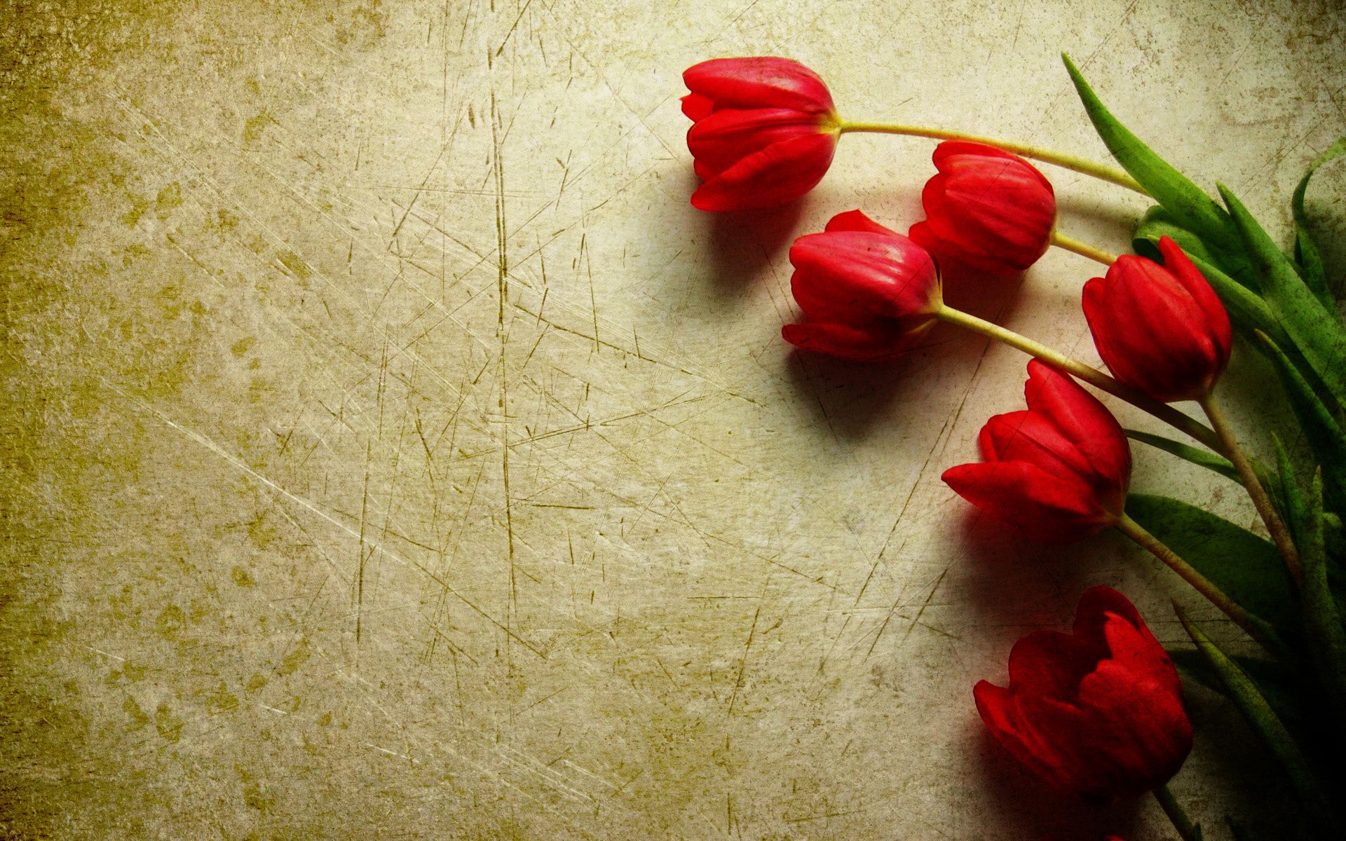 HD wallpaper, Tulips, Grunge, Red