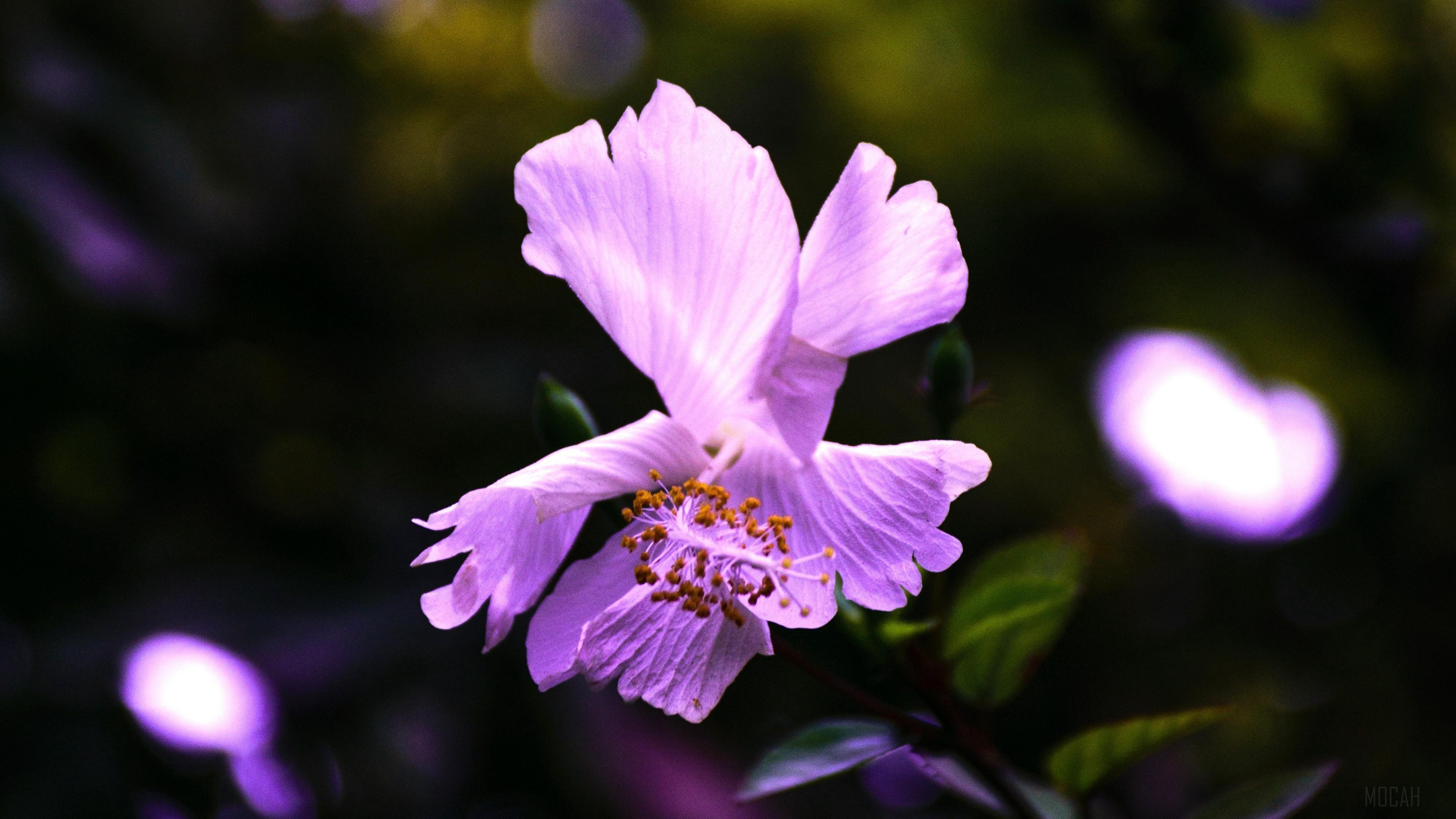 HD wallpaper, Flower, Violet 4K, Hibiscus