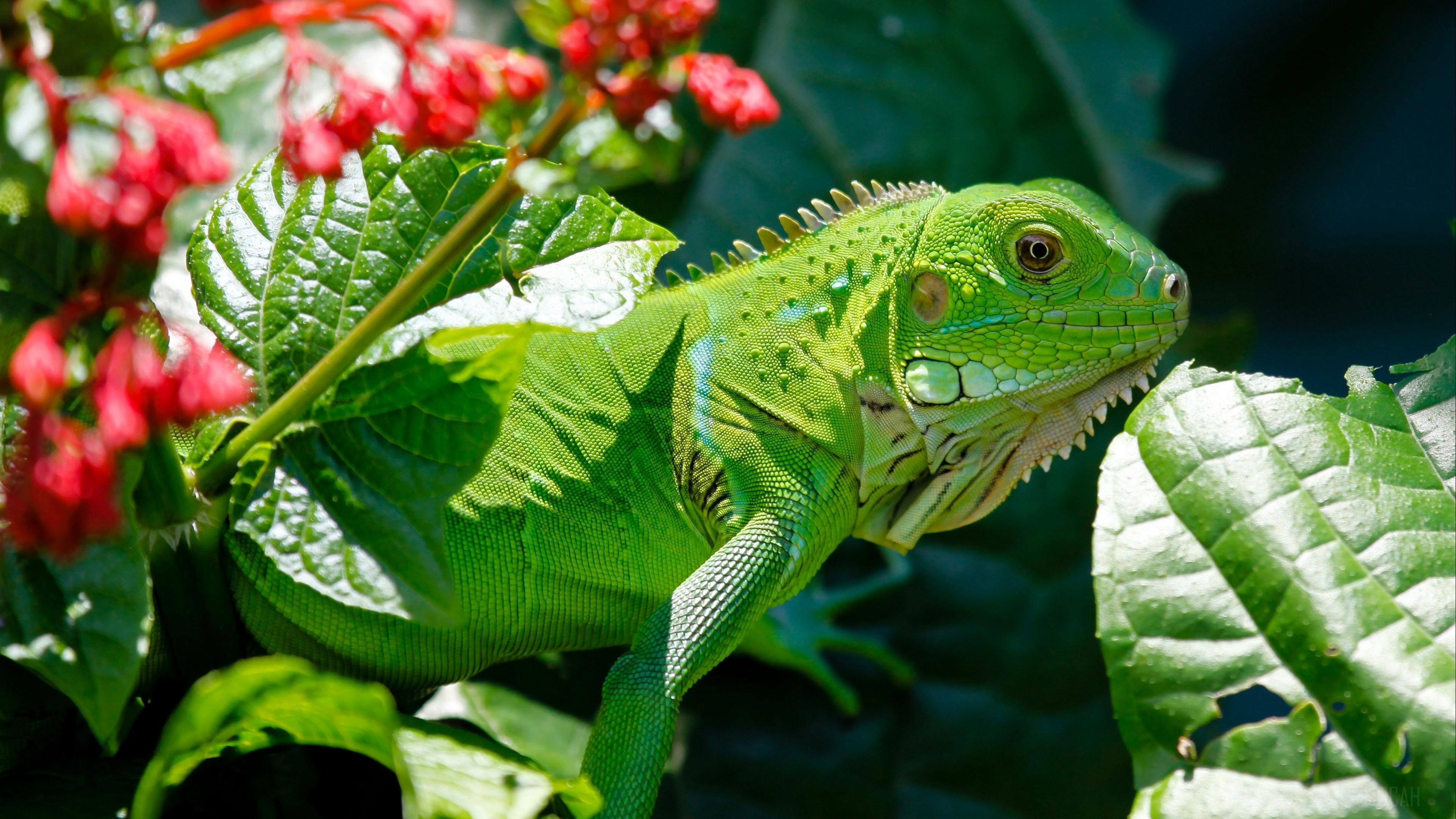 HD wallpaper, Iguana, Reptile, Flower, Leaf 4K, Lizard