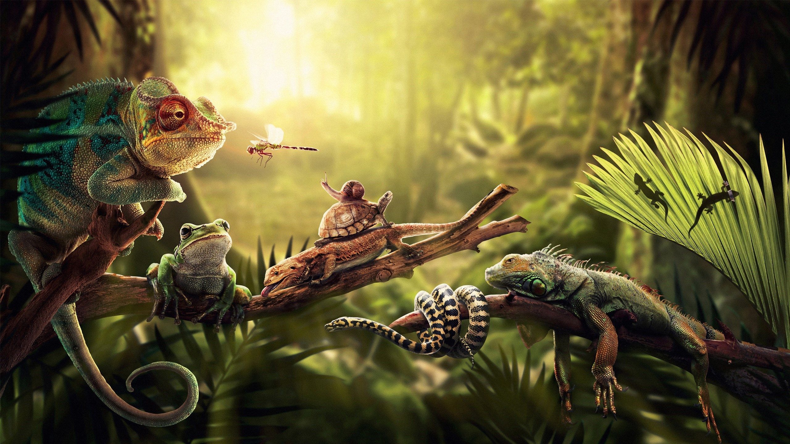 HD wallpaper, Snail, Lizards, Iguana, Frog, Snake, Turtle, Dragonfly