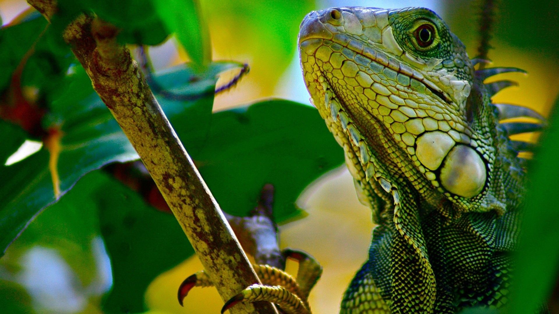 HD wallpaper, Iguana, Pictures