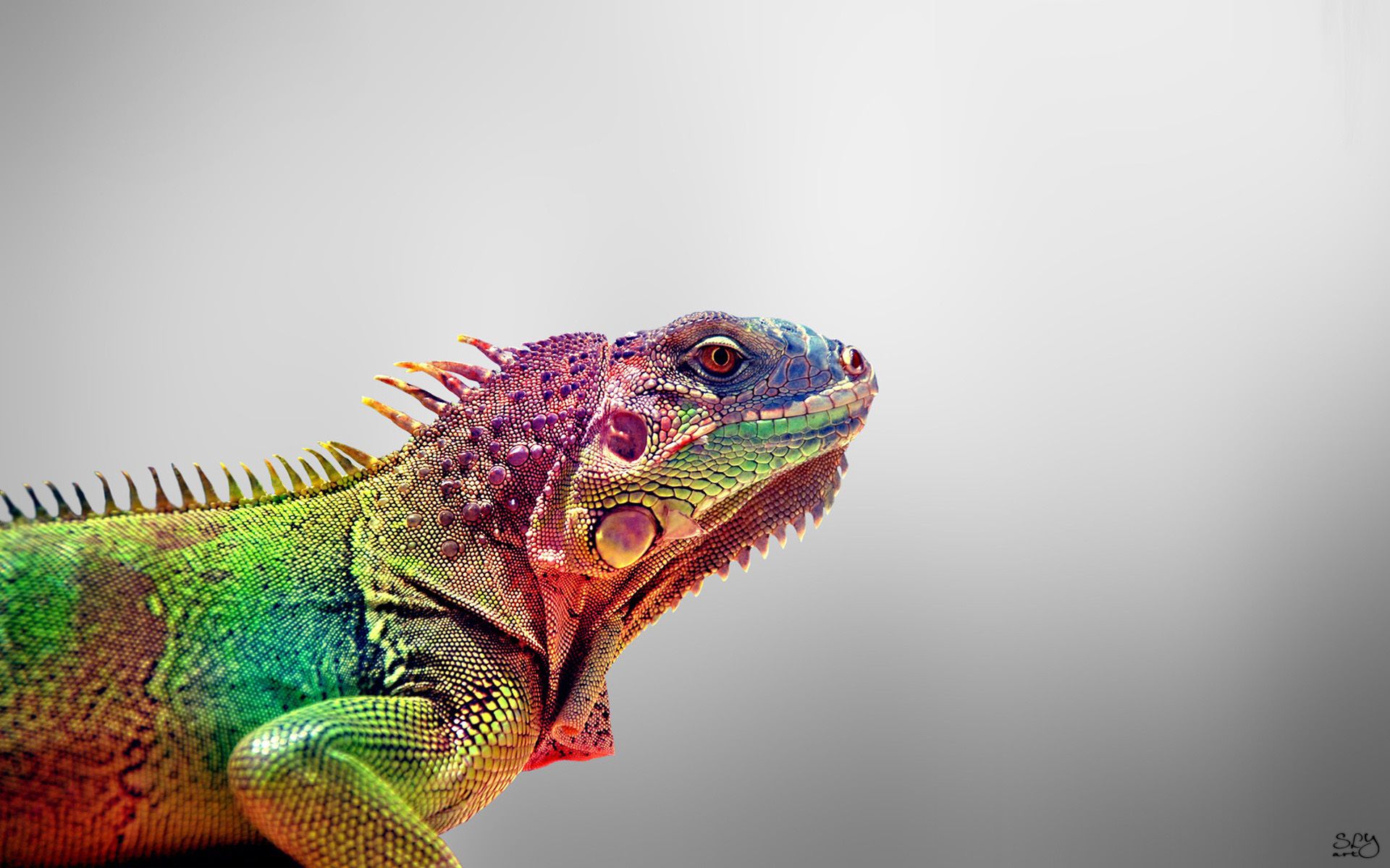 HD wallpaper, Iguana