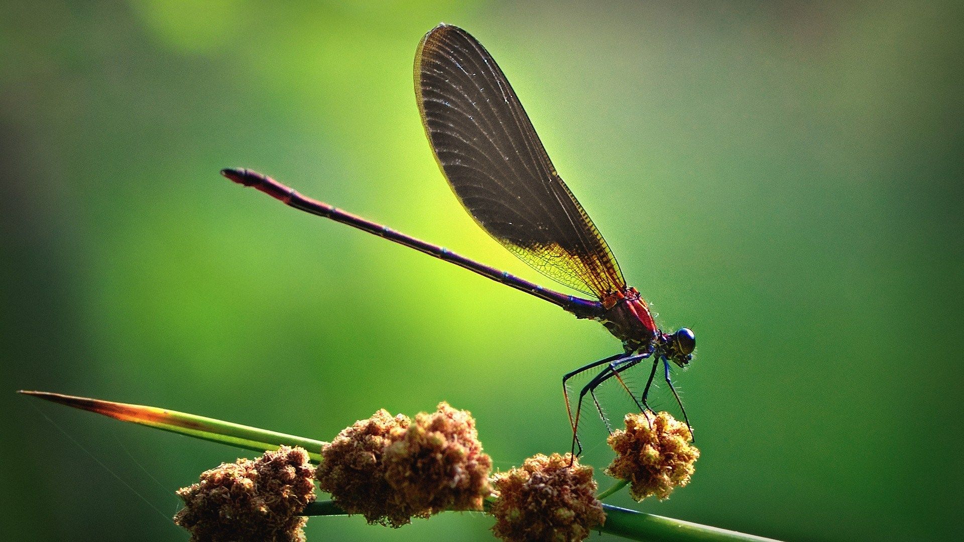 HD wallpaper, Dragonfly, Insect