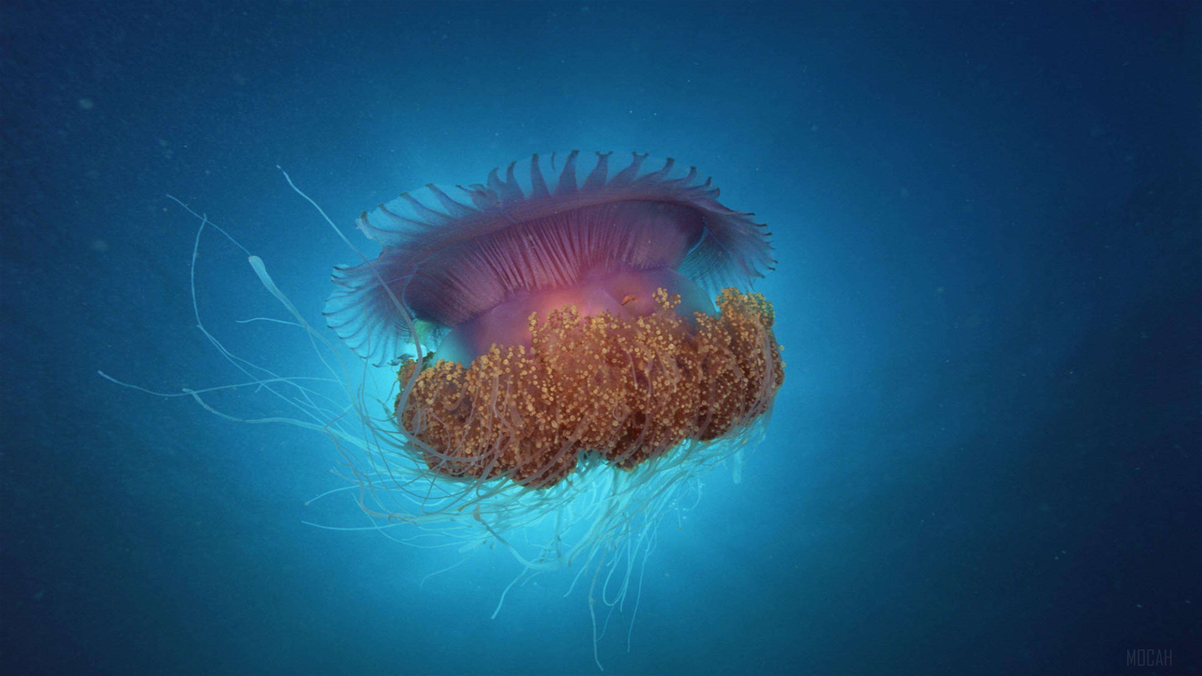 HD wallpaper, Jellyfish Under Sea 4K