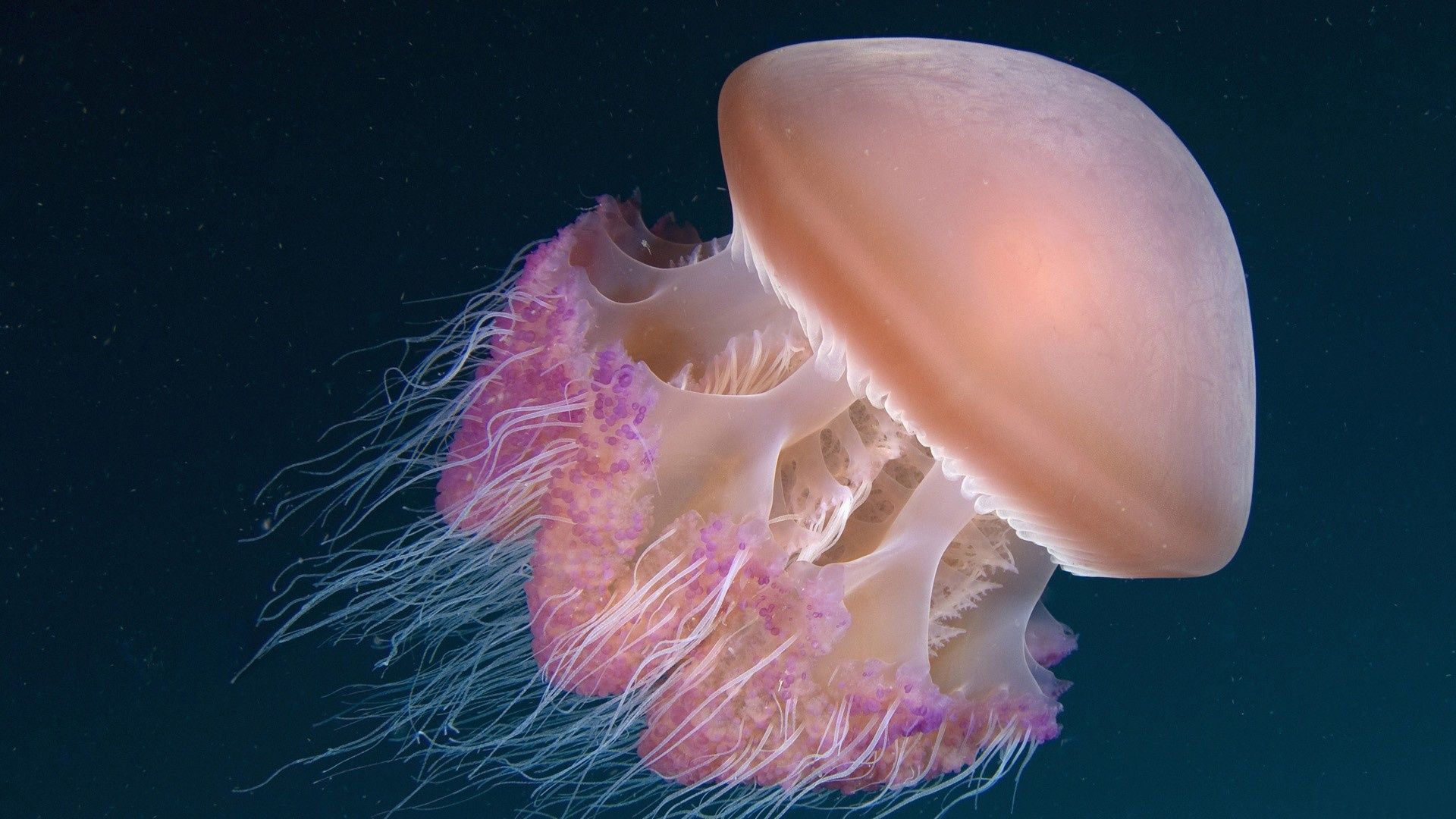 HD wallpaper, Jellyfish, The, Sea, Under