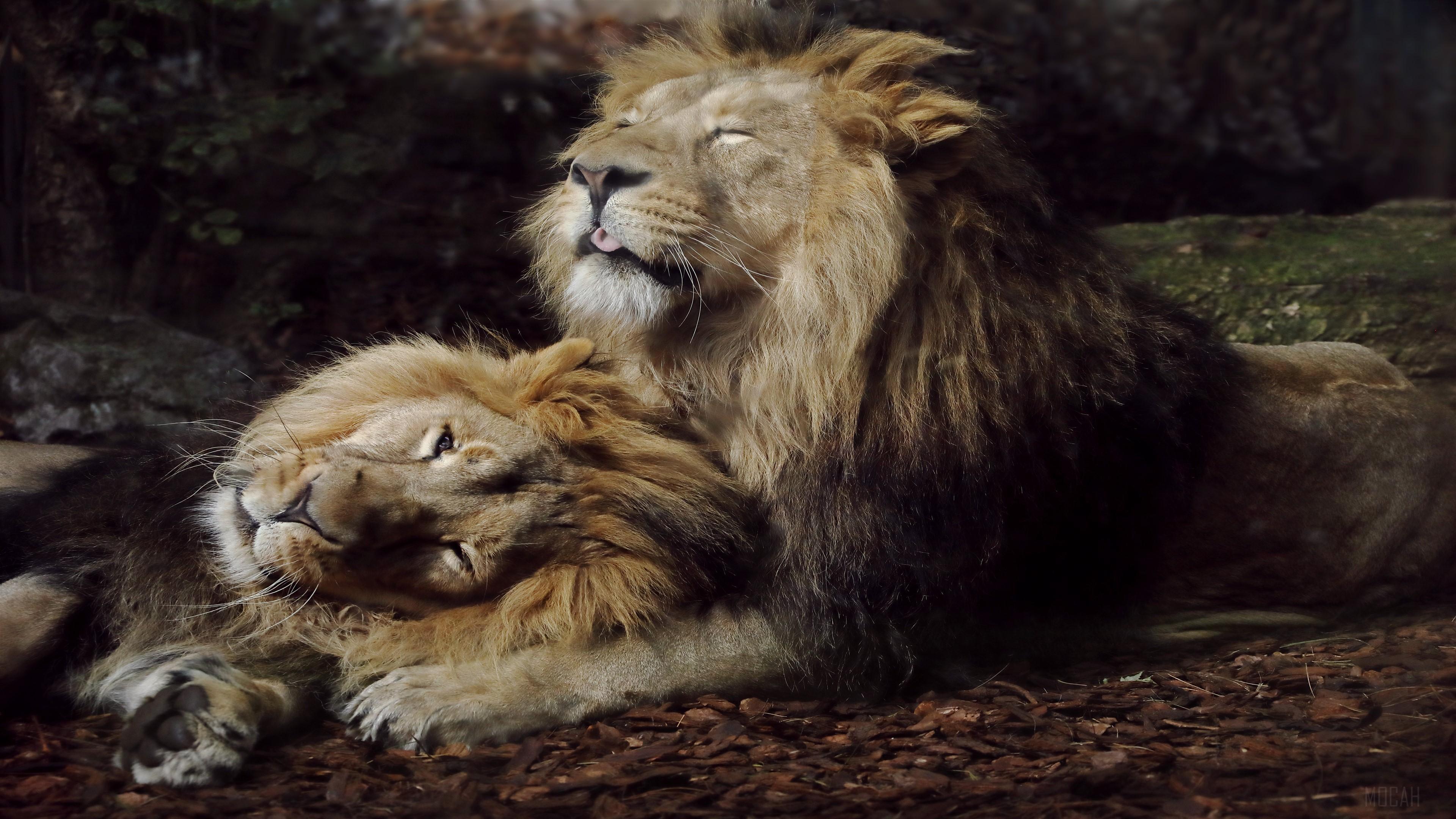 HD wallpaper, Joyful Lions 4K