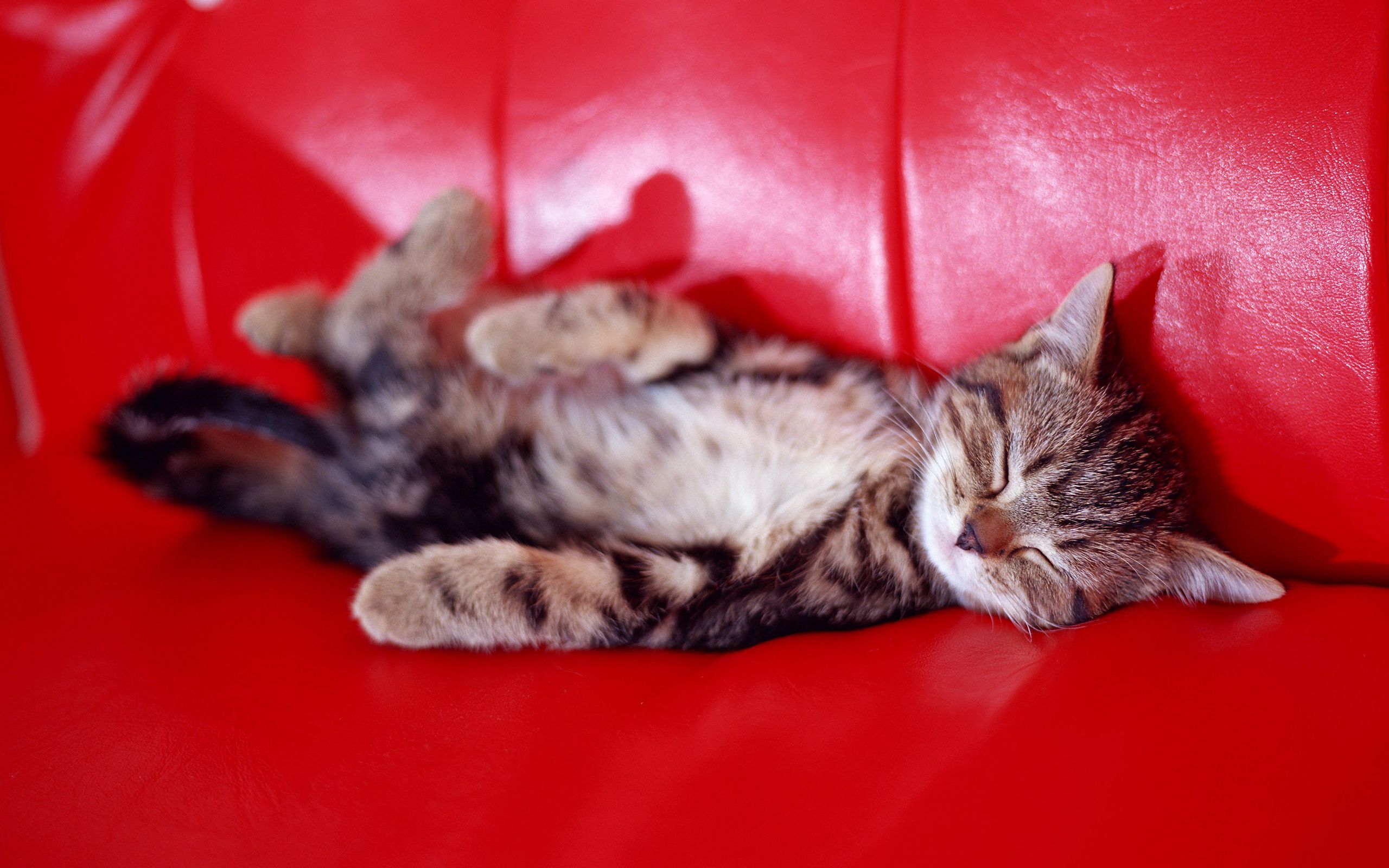 HD wallpaper, Sleeping, Kitty, Couch
