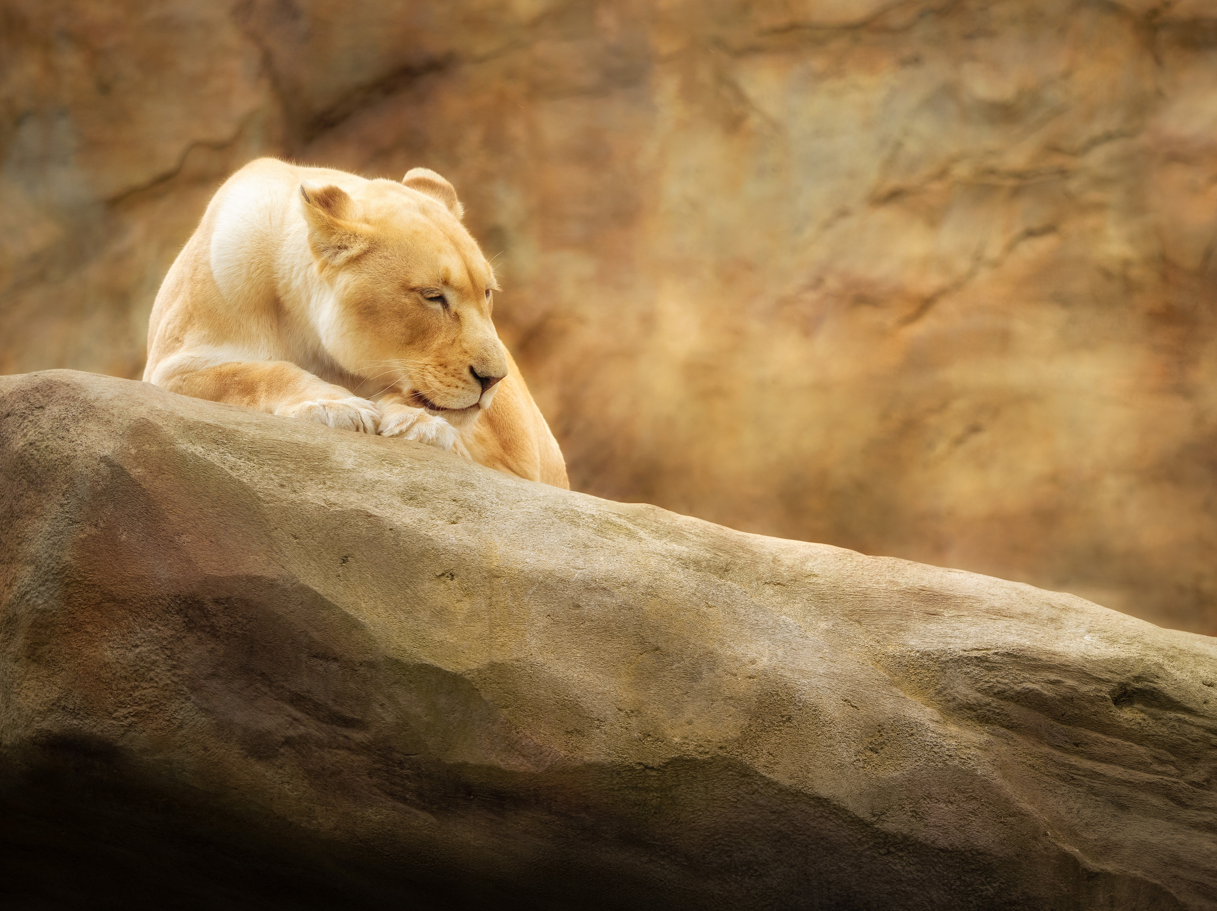 HD wallpaper, Animal Park, 5K, Rock, Zoo, Lioness, Paradise Wildlife Park, Golden Yellow