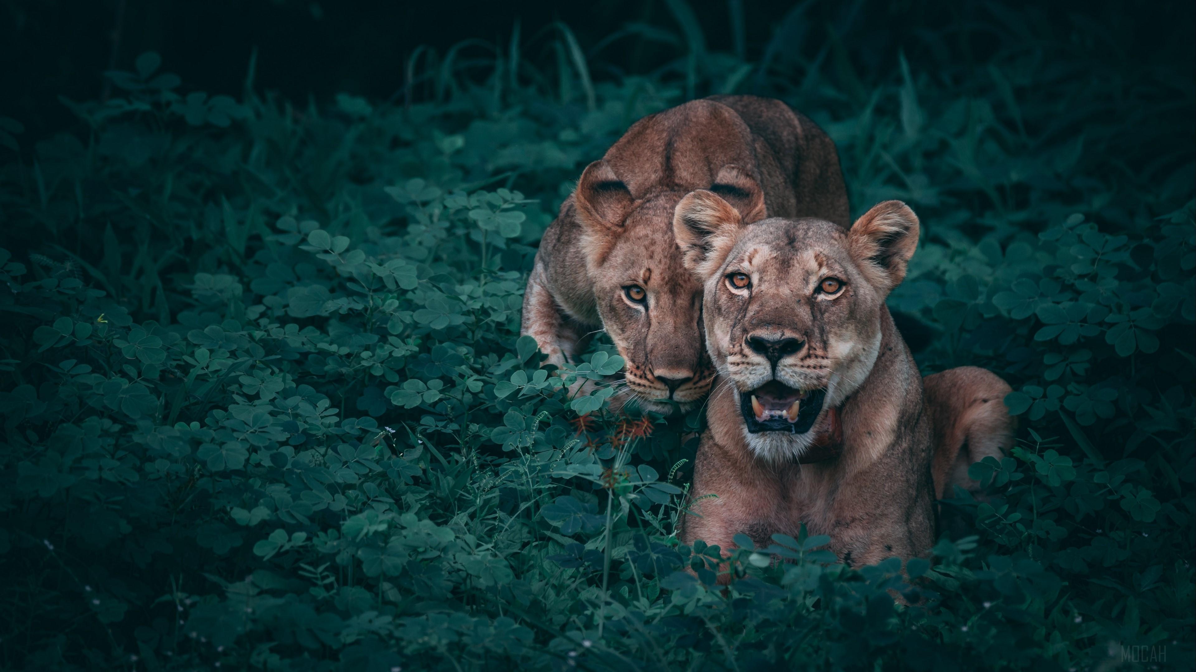 HD wallpaper, Lionesses, Predators, Grass 4K