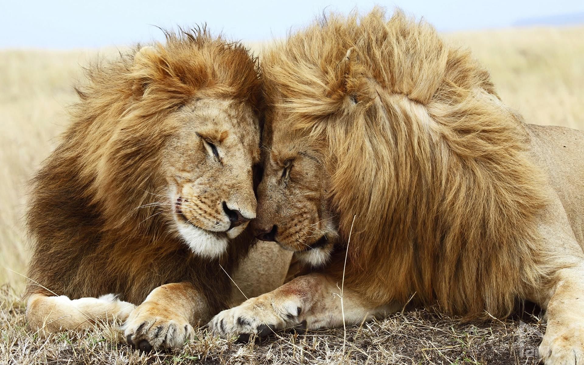HD wallpaper, Cuddle, Lions