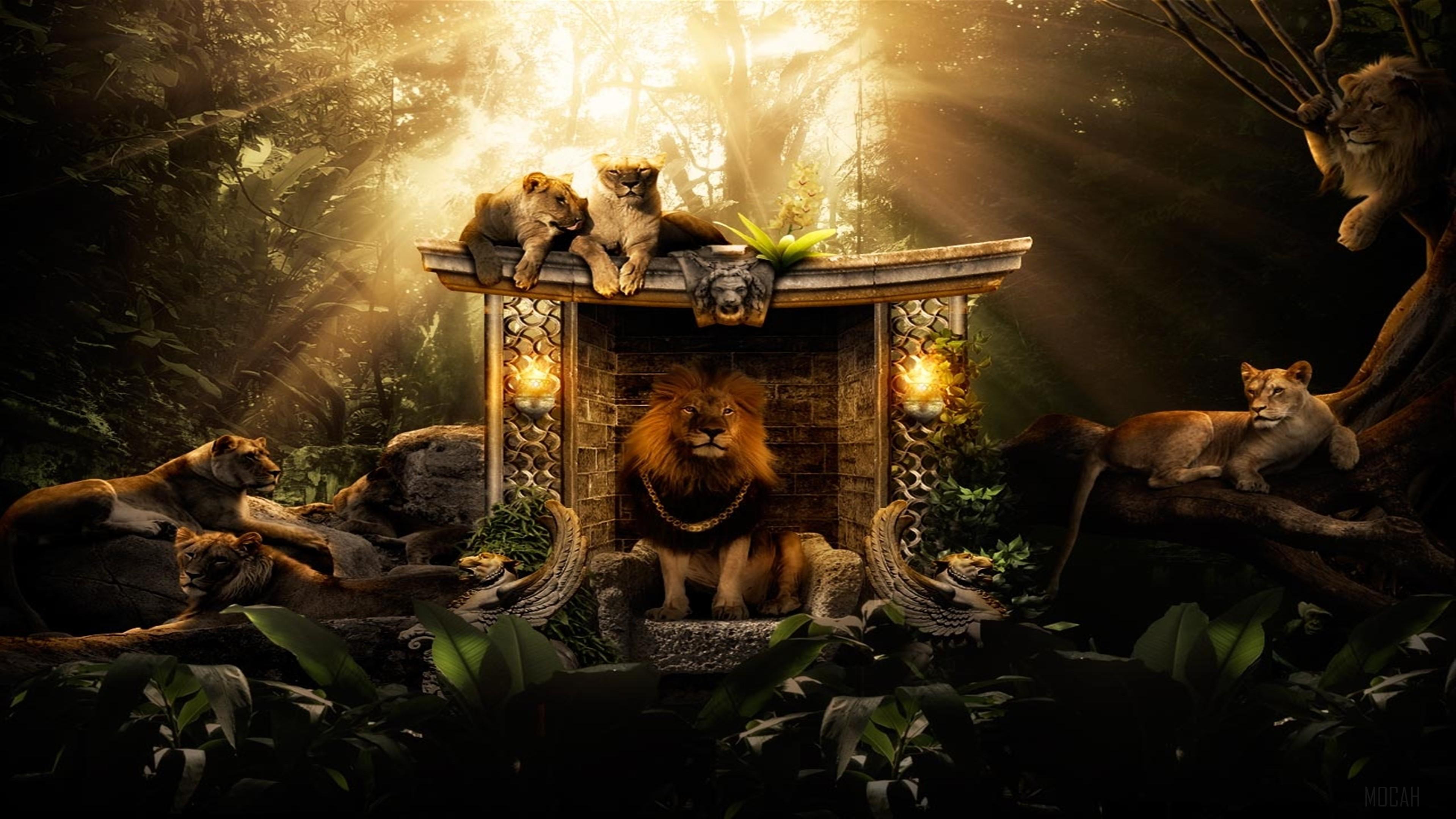 HD wallpaper, Lions Home 4K