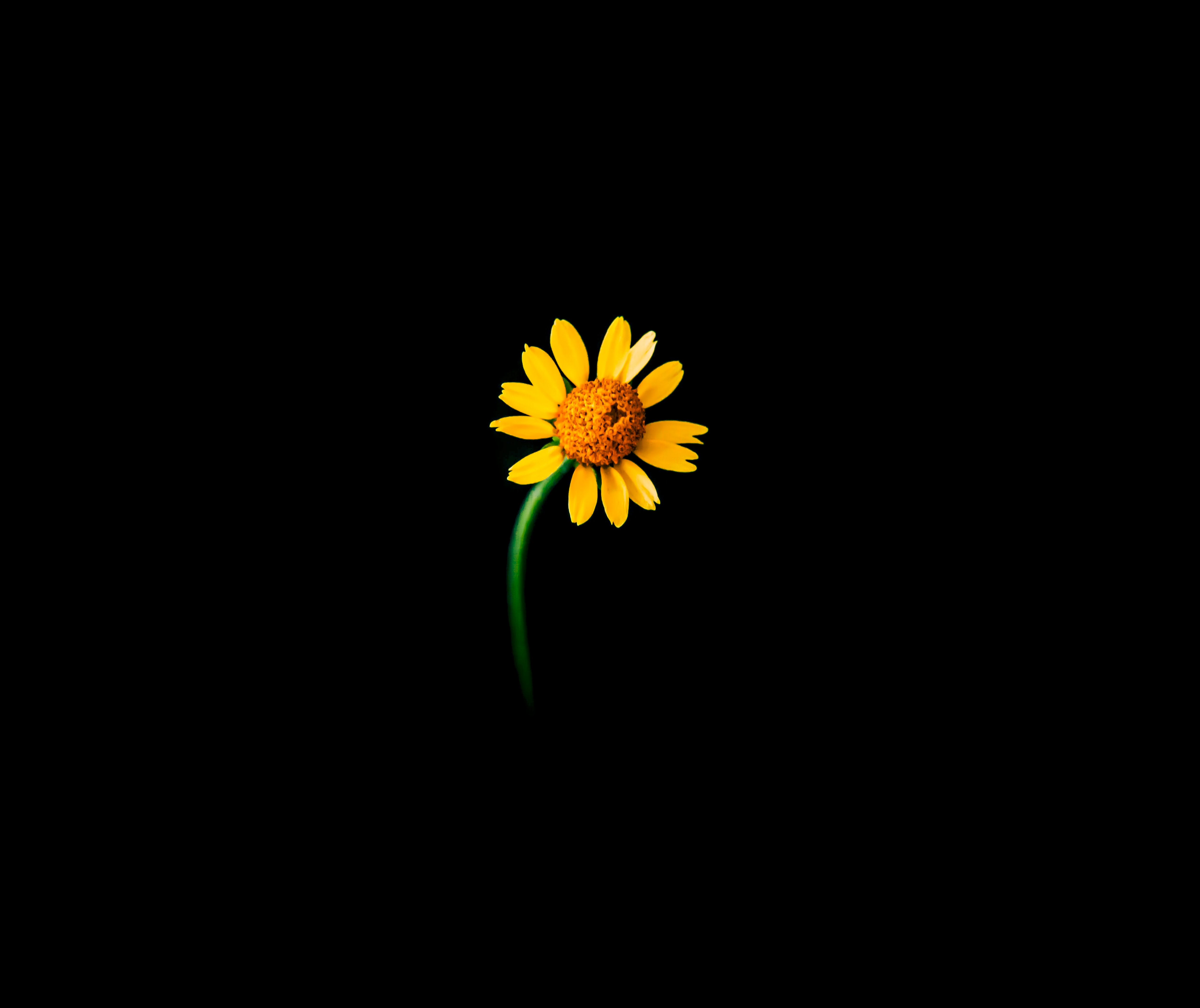 HD wallpaper, Black Background, 5K, Sunflower, Lonely