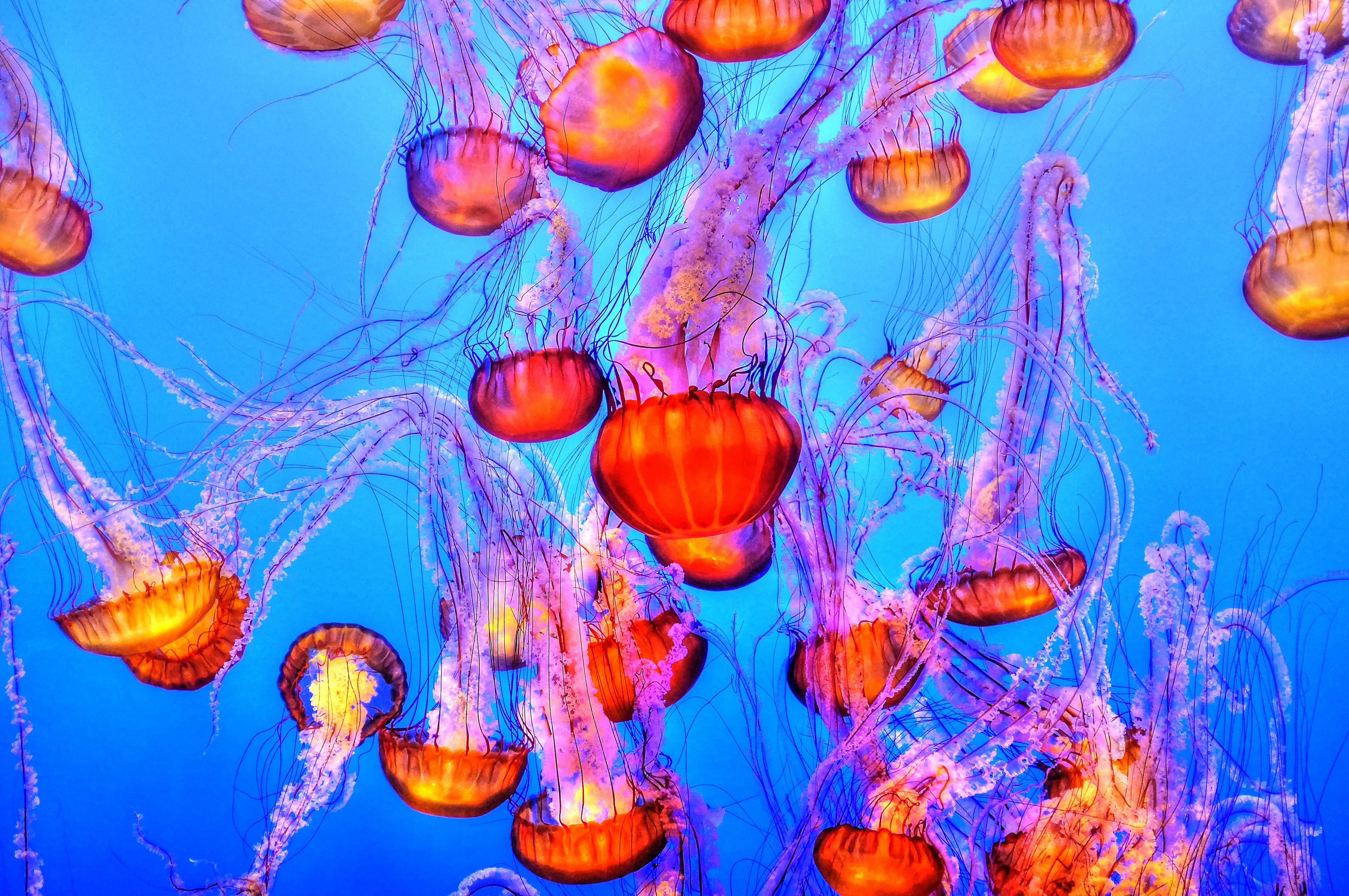 HD wallpaper, Blue Background, Marine Life, Sea Life, Underwater, Monterey Bay Aquarium, Orange Jelly Fishes
