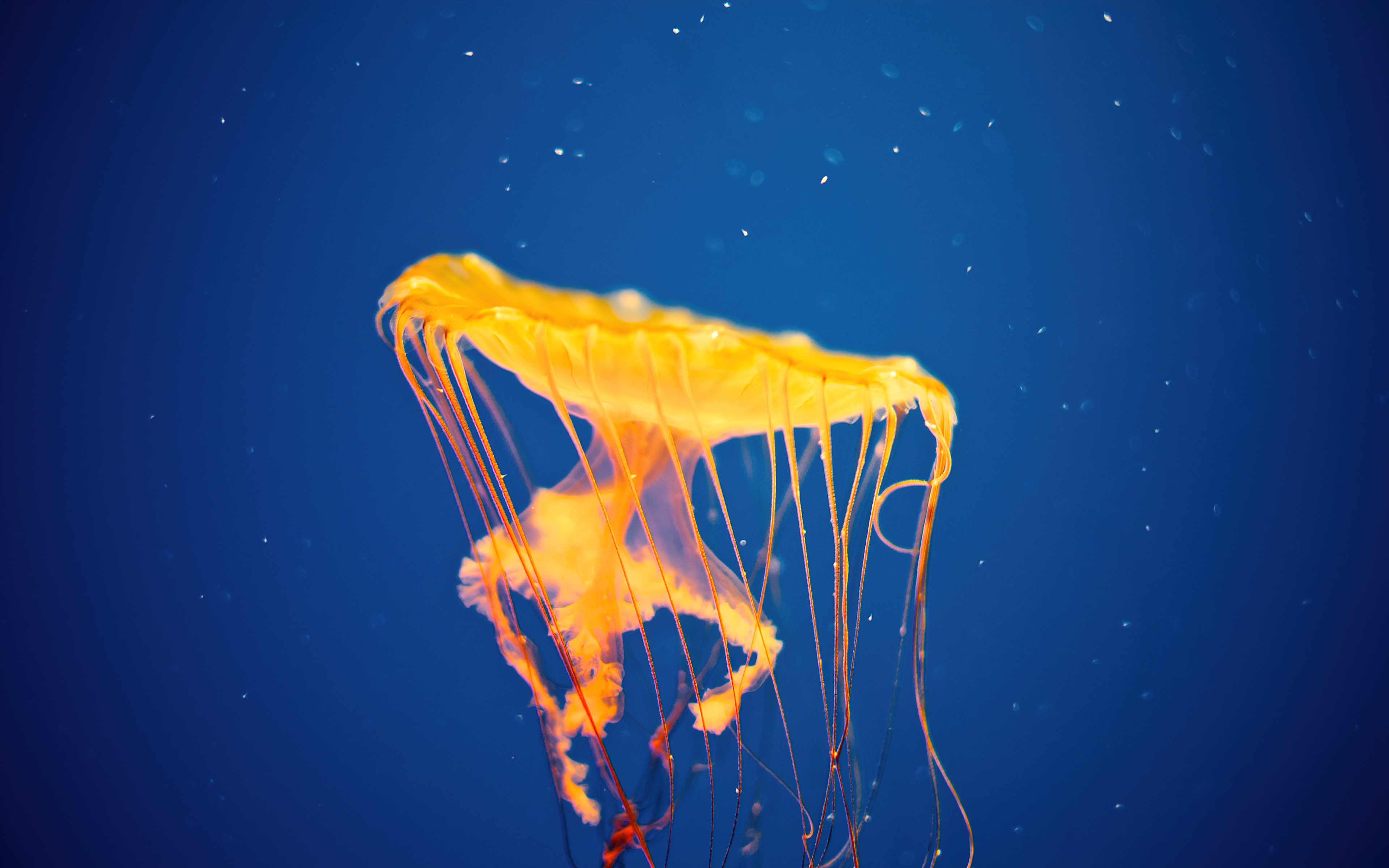 HD wallpaper, Jellyfish, Underwater, National Aquarium, Blue Background, Aesthetic, Maryland, Baltimore