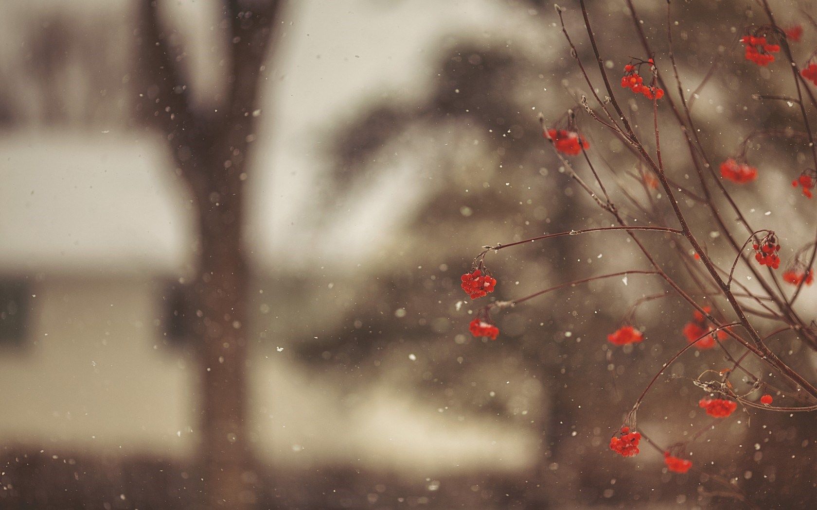 HD wallpaper, Ash, Winter, Mountain, Berries, Red, Snowflakes, Branches