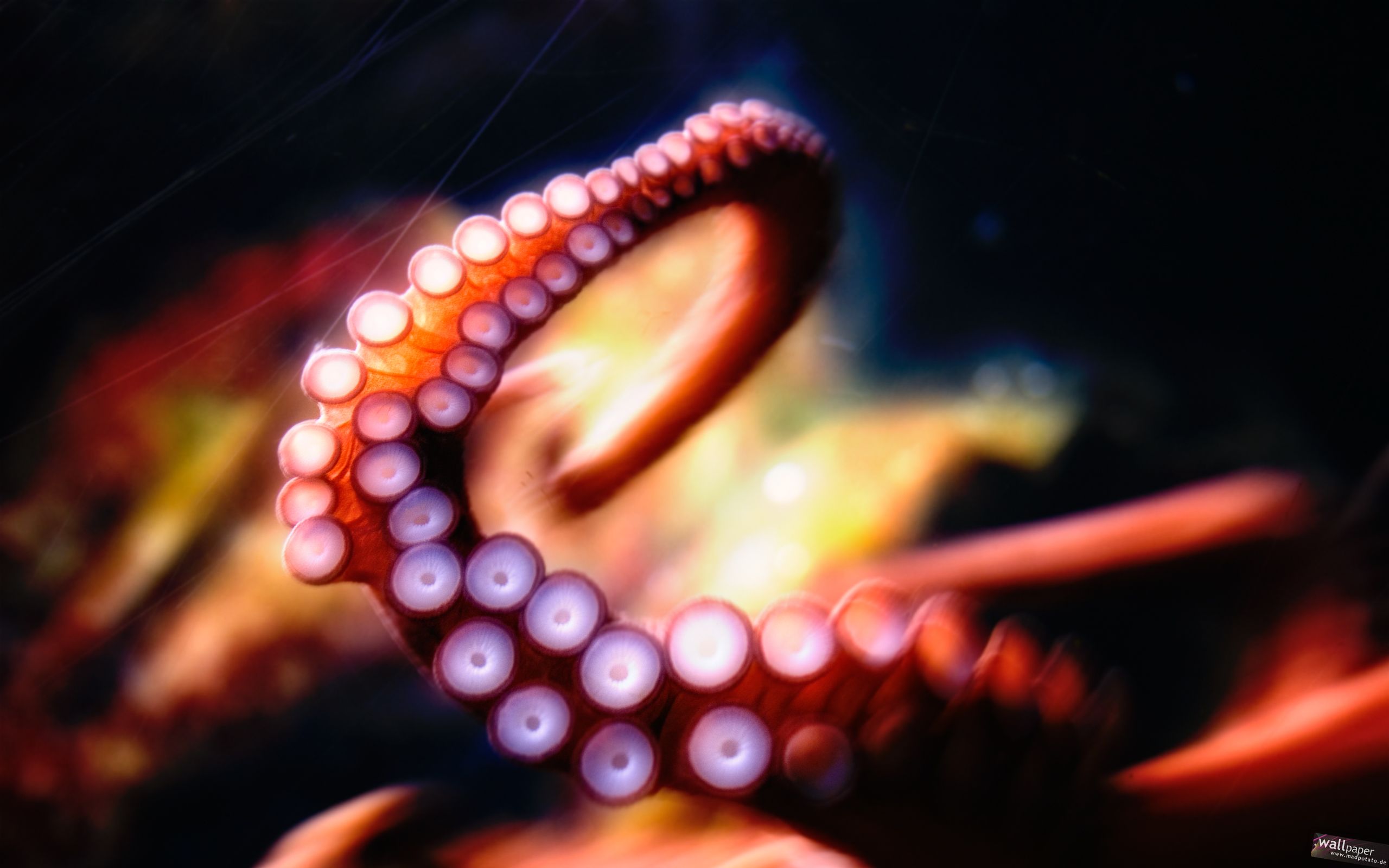 HD wallpaper, Tentacles, Octopus
