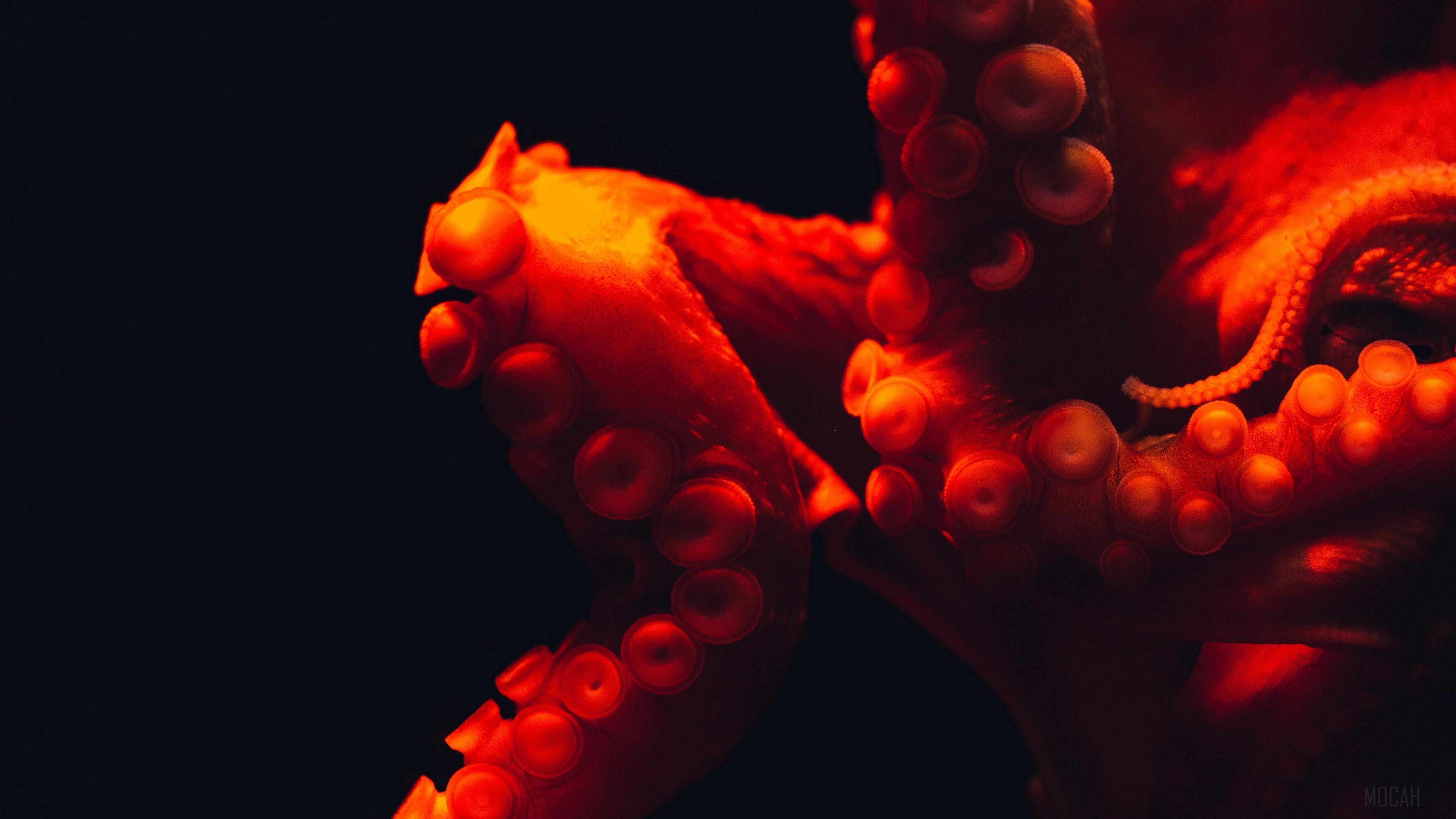 HD wallpaper, Tentacles, Underwater World 4K, Octopus, Red