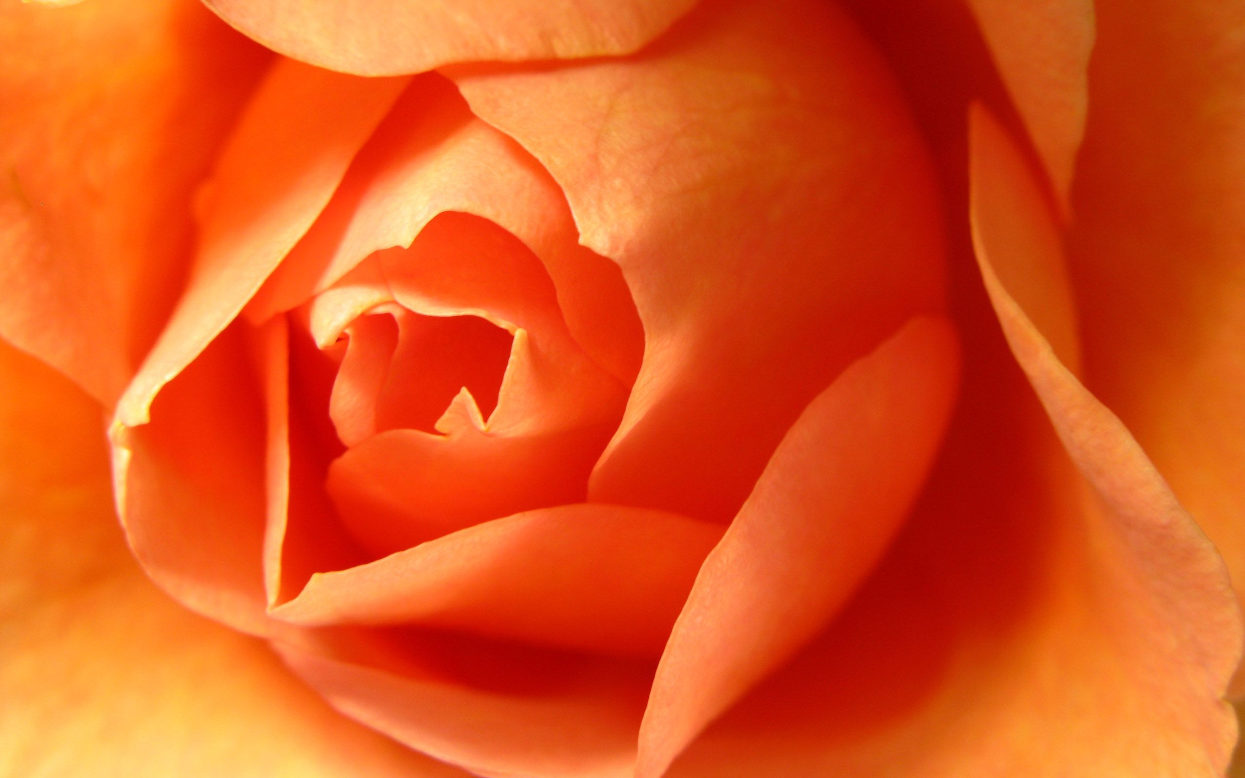 HD wallpaper, Orange, Rose