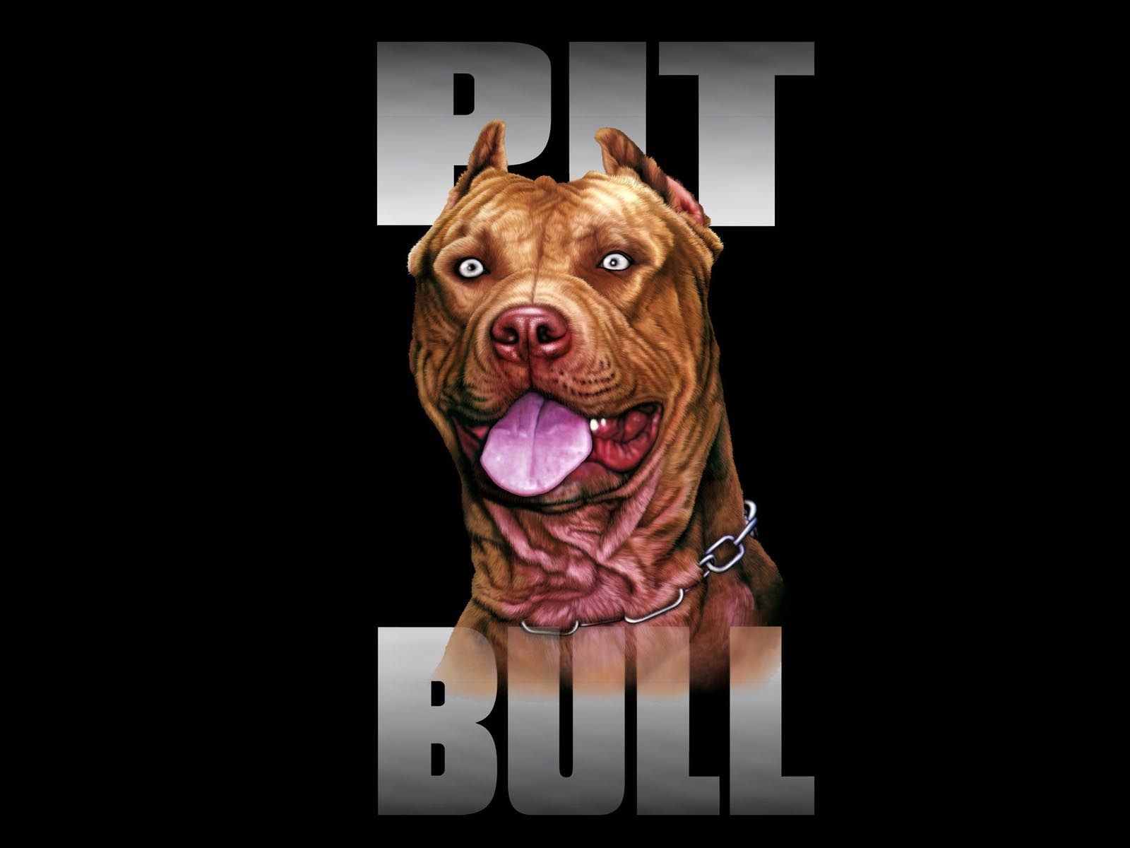 HD wallpaper, Wallpapers, Dog, Pitbull