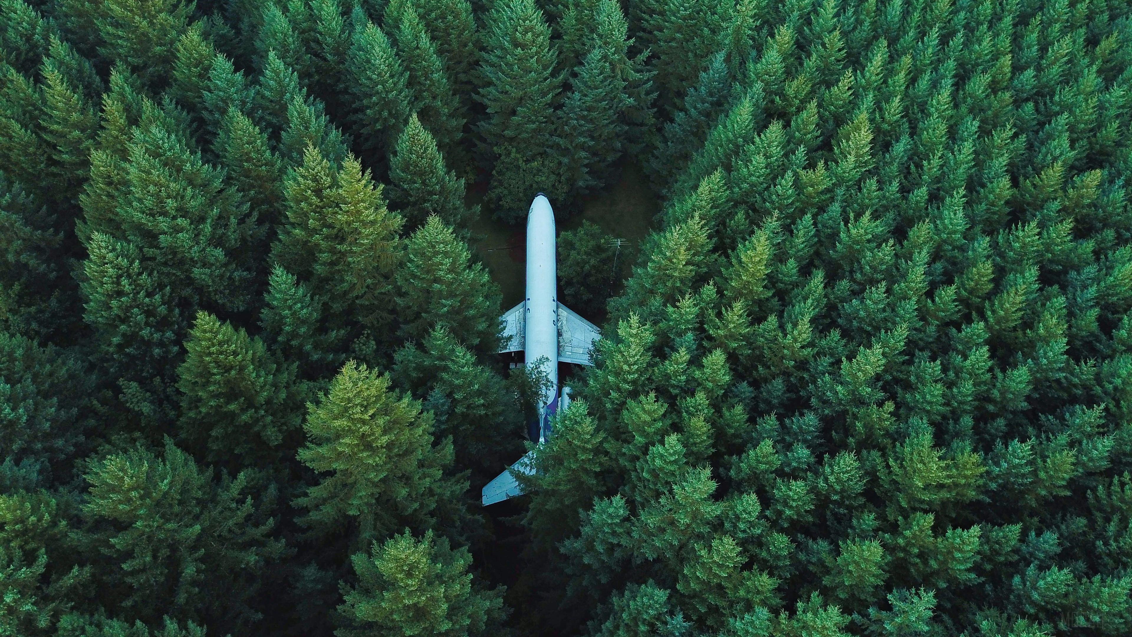 HD wallpaper, Plane In Middle Of Forest 4K