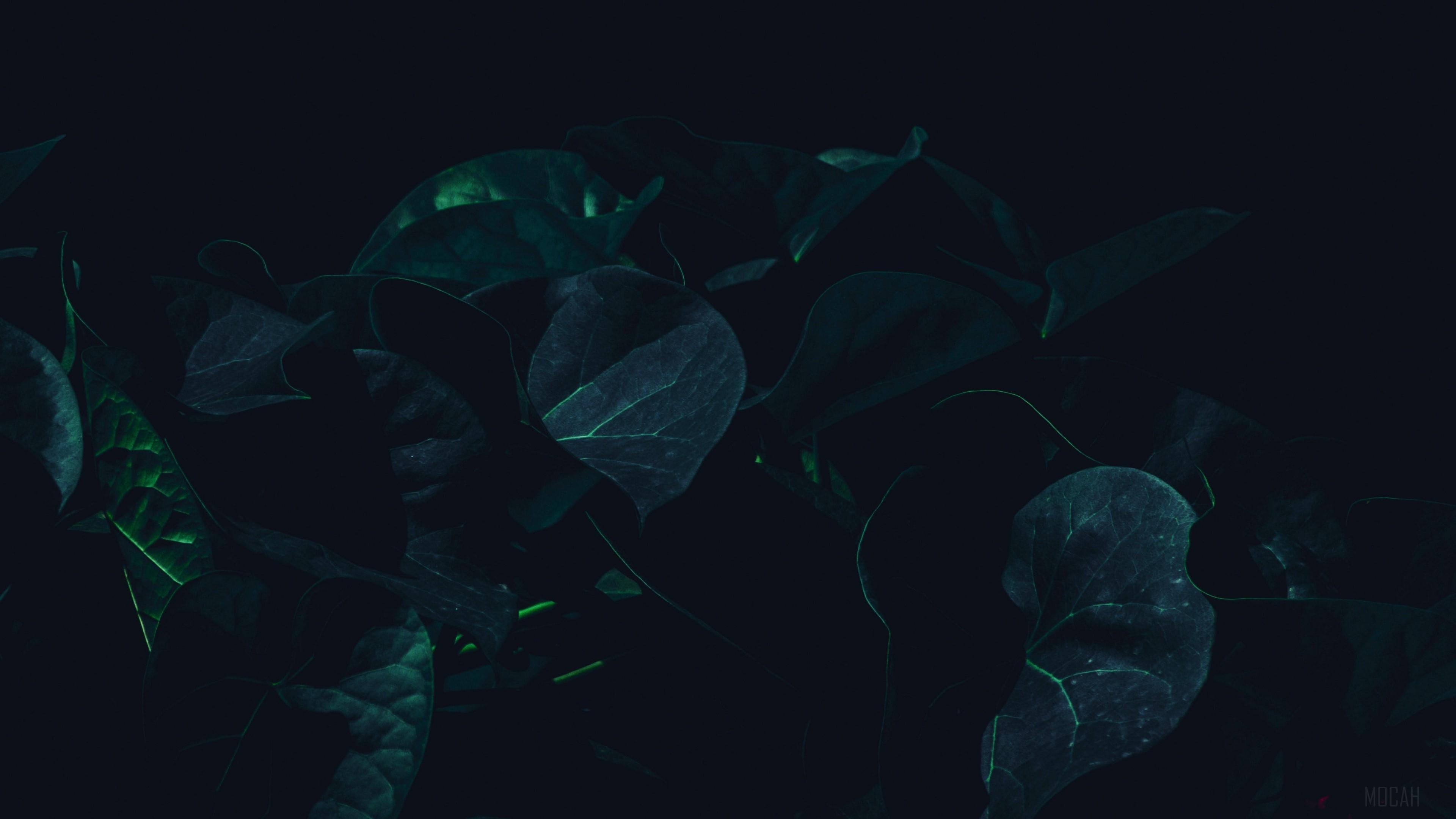 HD wallpaper, Green, Shade 4K, Leaves, Plant, Dark