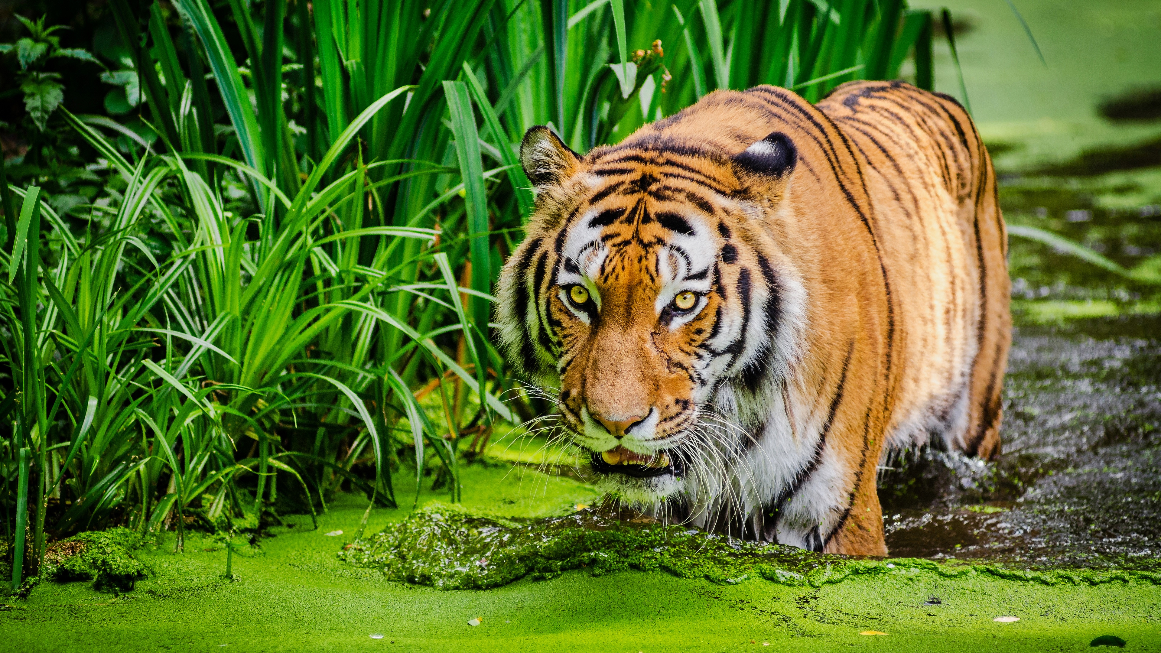 HD wallpaper, Siberian Tiger, Pond, Green, Big Cat