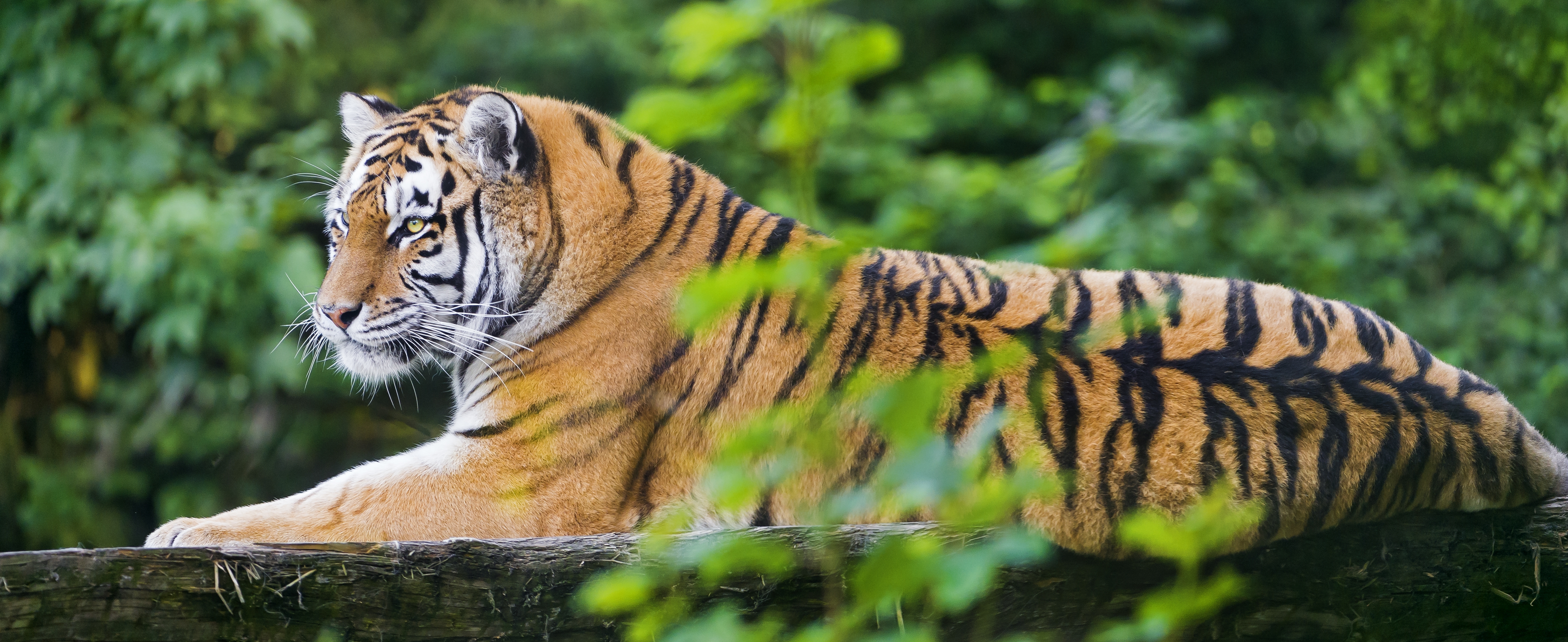 HD wallpaper, Carnivore, Young Tigress, Wood, Predator, Wild Cat, Siberian Tiger, Amur Tiger, 5K, Zoo