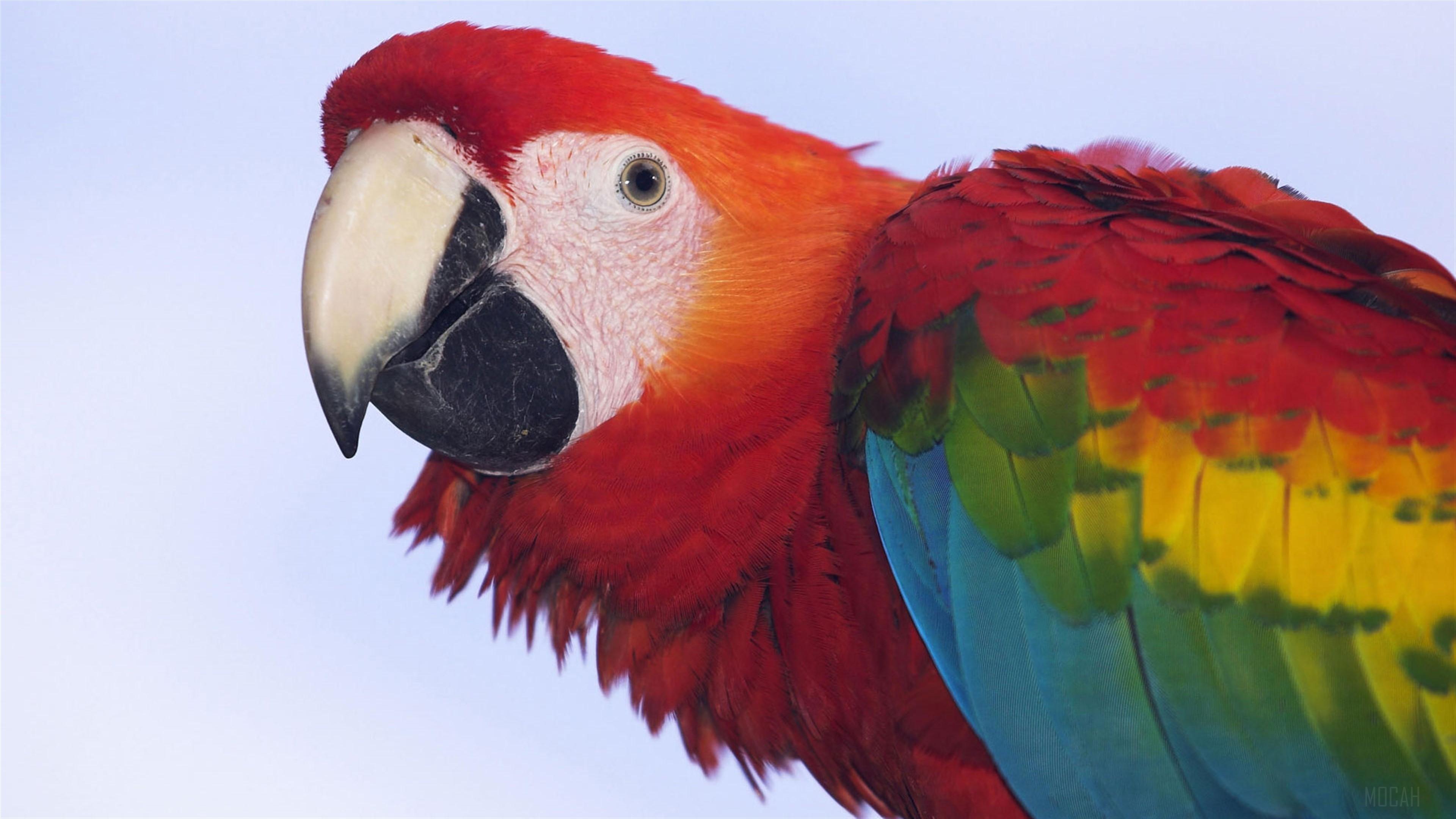 HD wallpaper, Profile Of A Scarlet Macaw 4K