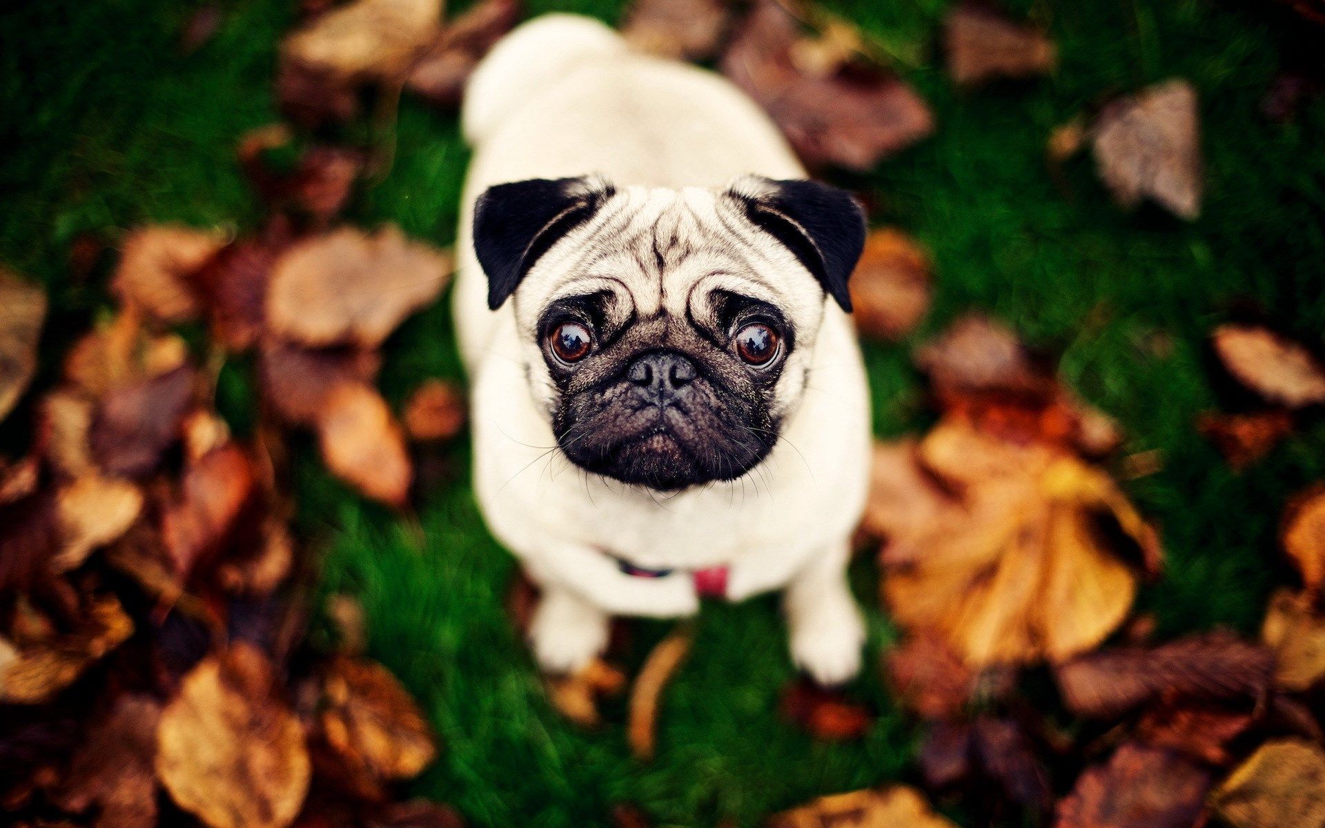 HD wallpaper, Pug, Dog, Grass, Leaves, Photo