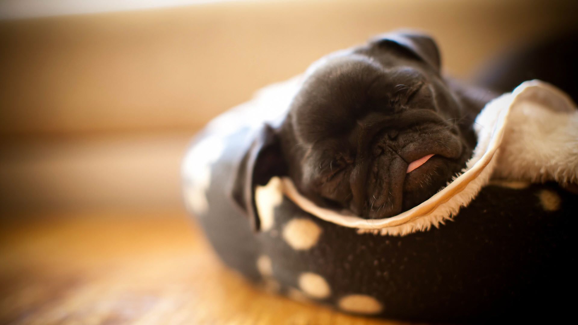 HD wallpaper, Pictures, Pug