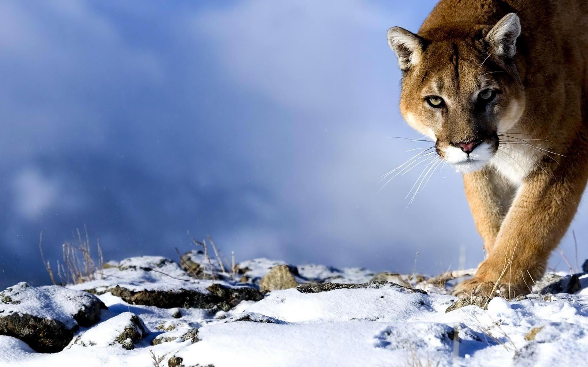 HD wallpaper, Winter, Puma, Cougar