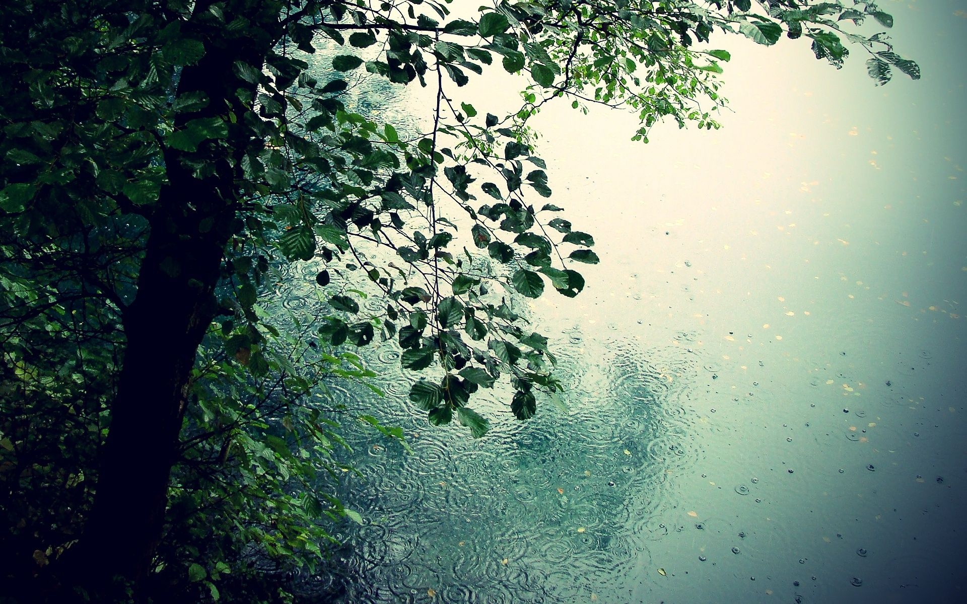 HD wallpaper, Rainy