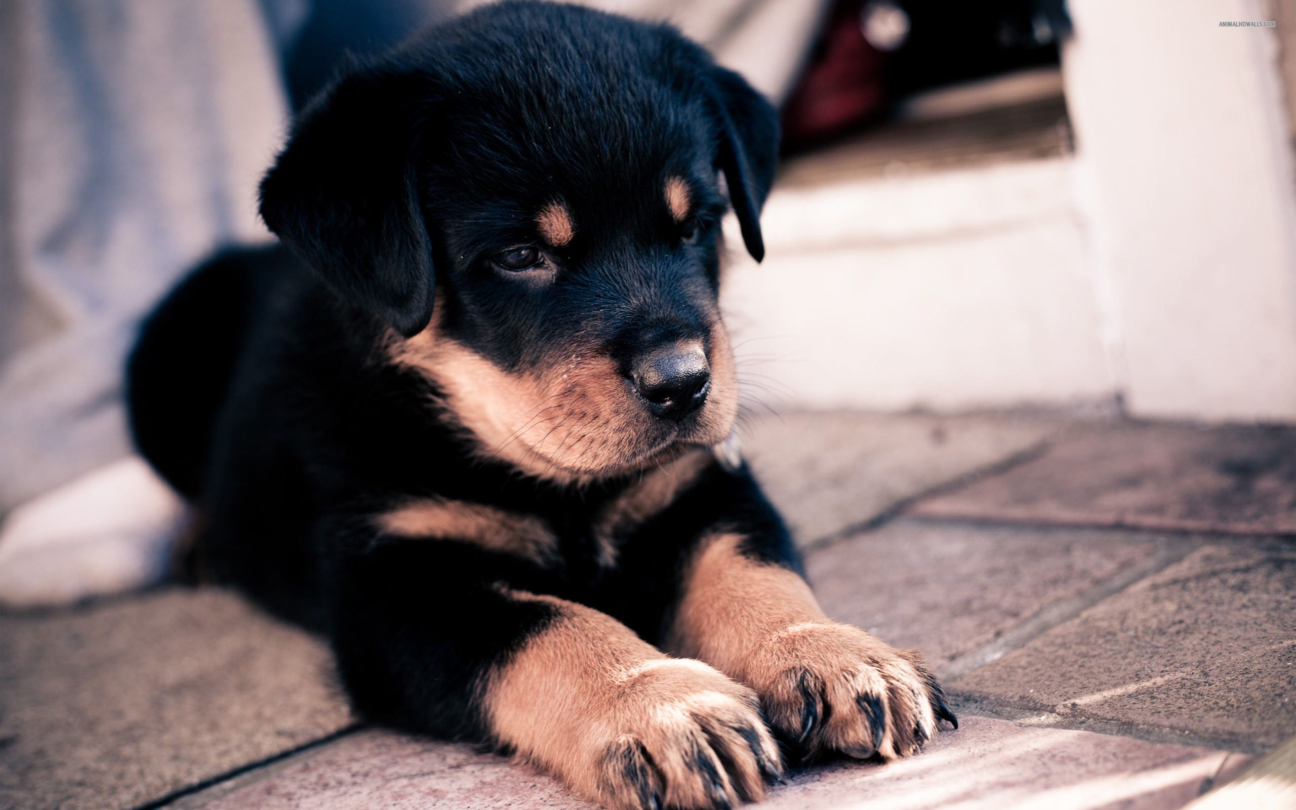 HD wallpaper, Pictures, Puppy, Rottweiler
